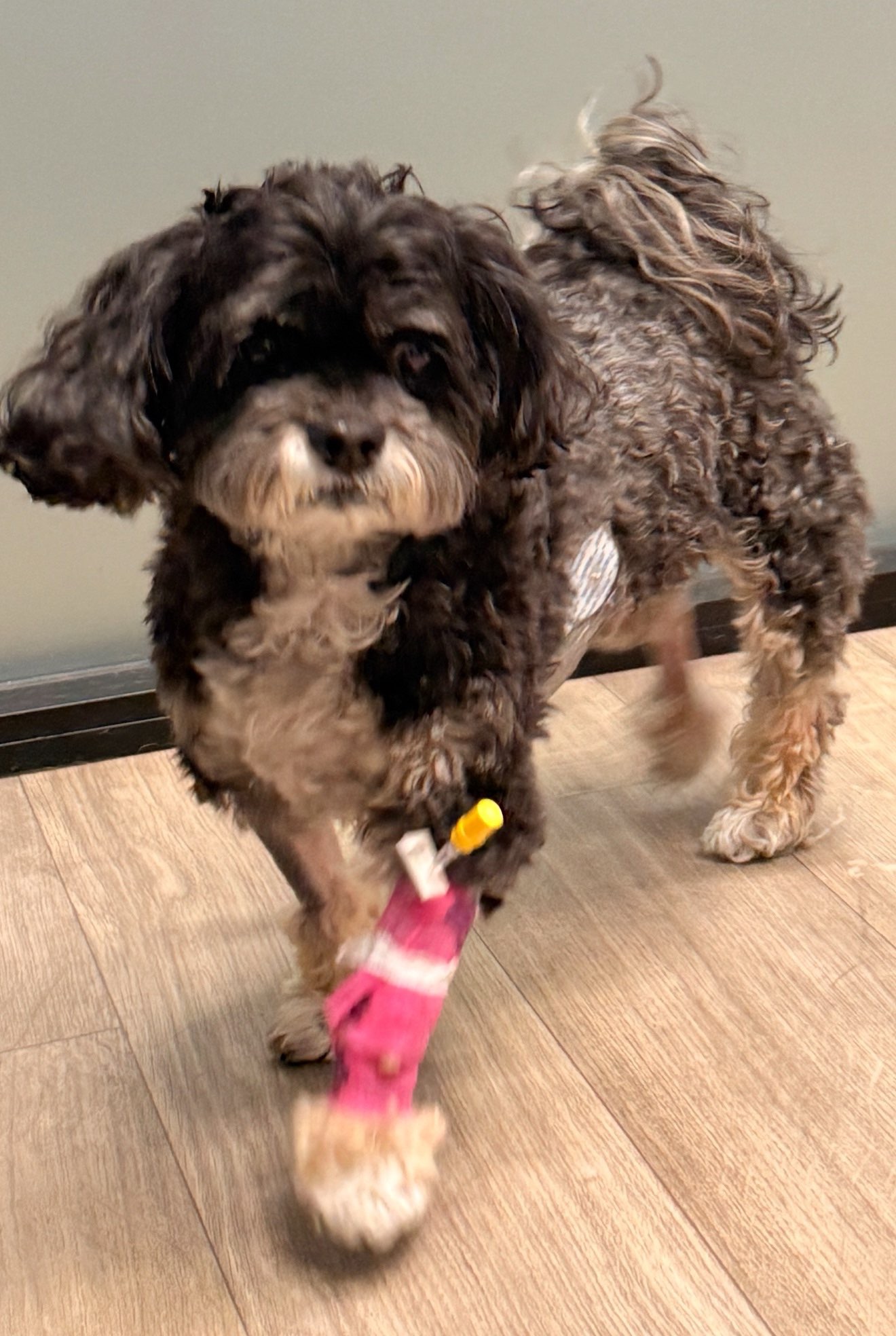 Marcel’s Life Saving Surgery campaign photo, 2 of 4