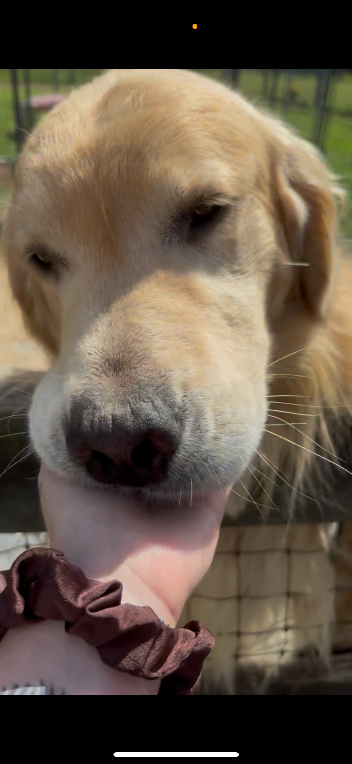 Donate to Empower Journey with a PTSD Service Dog campaign photo, 6 of 8