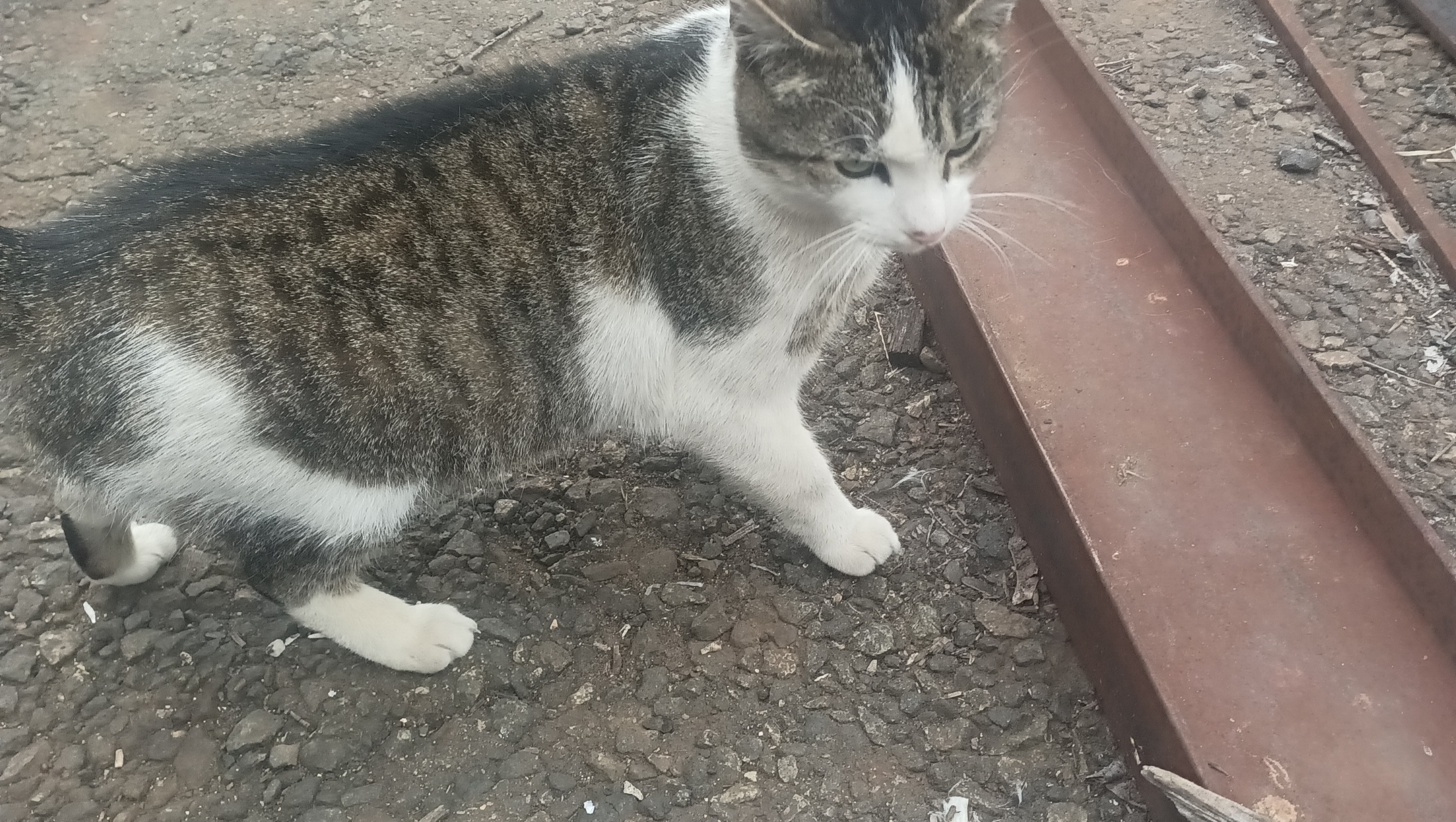 Keep Gigi’s Cat Feeding and Rescue Efforts Going photo