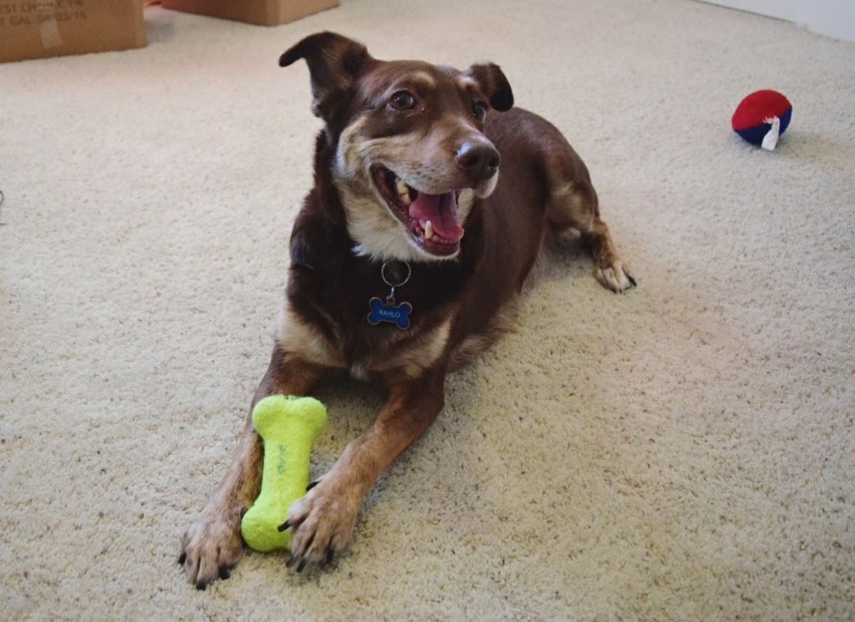 Support Rahlo's Life-Saving Surgery campaign photo, 2 of 5