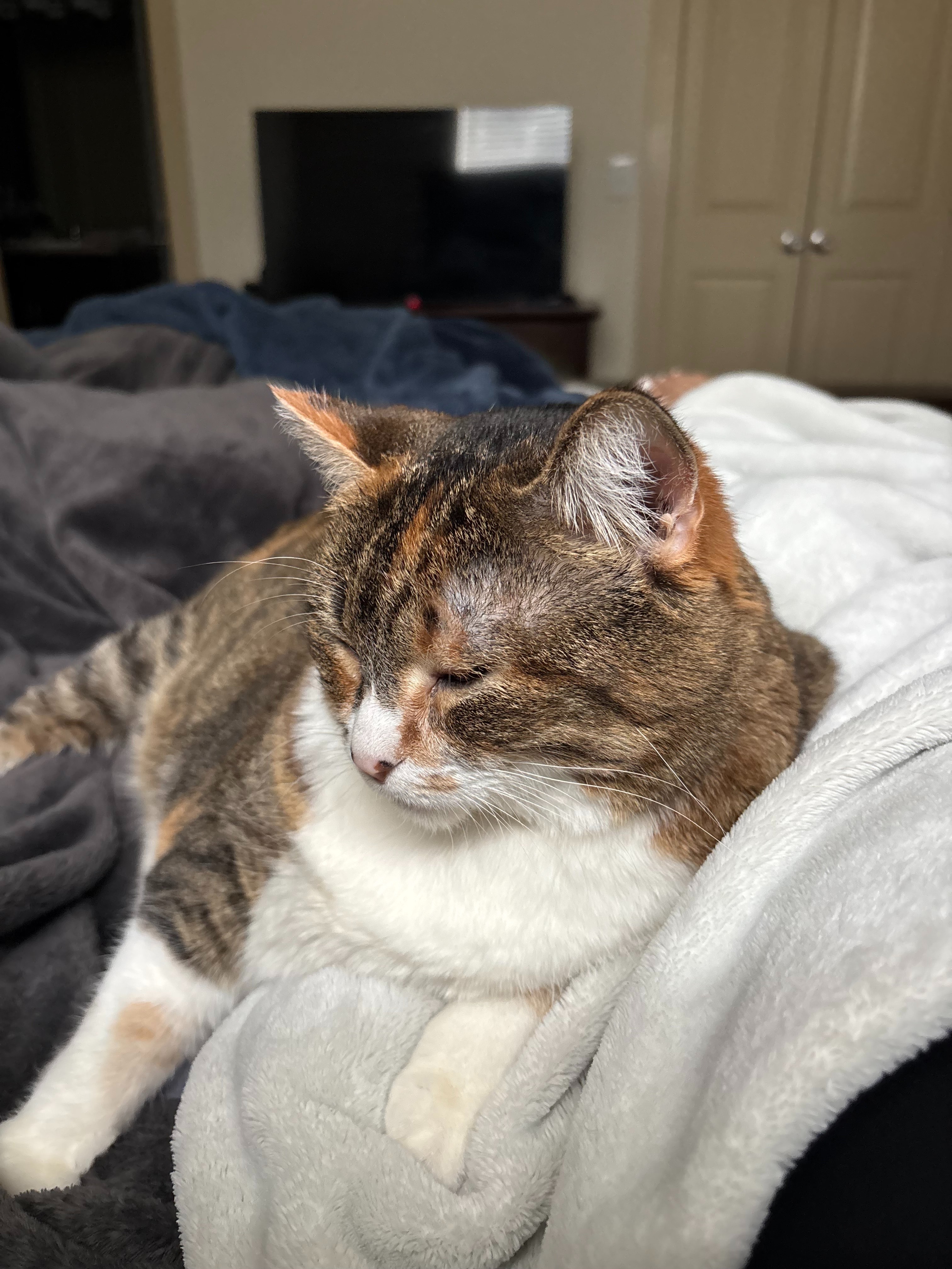 Help save peaches, Lilys beloved cat Needs urgent care campaign photo, 2 of 4