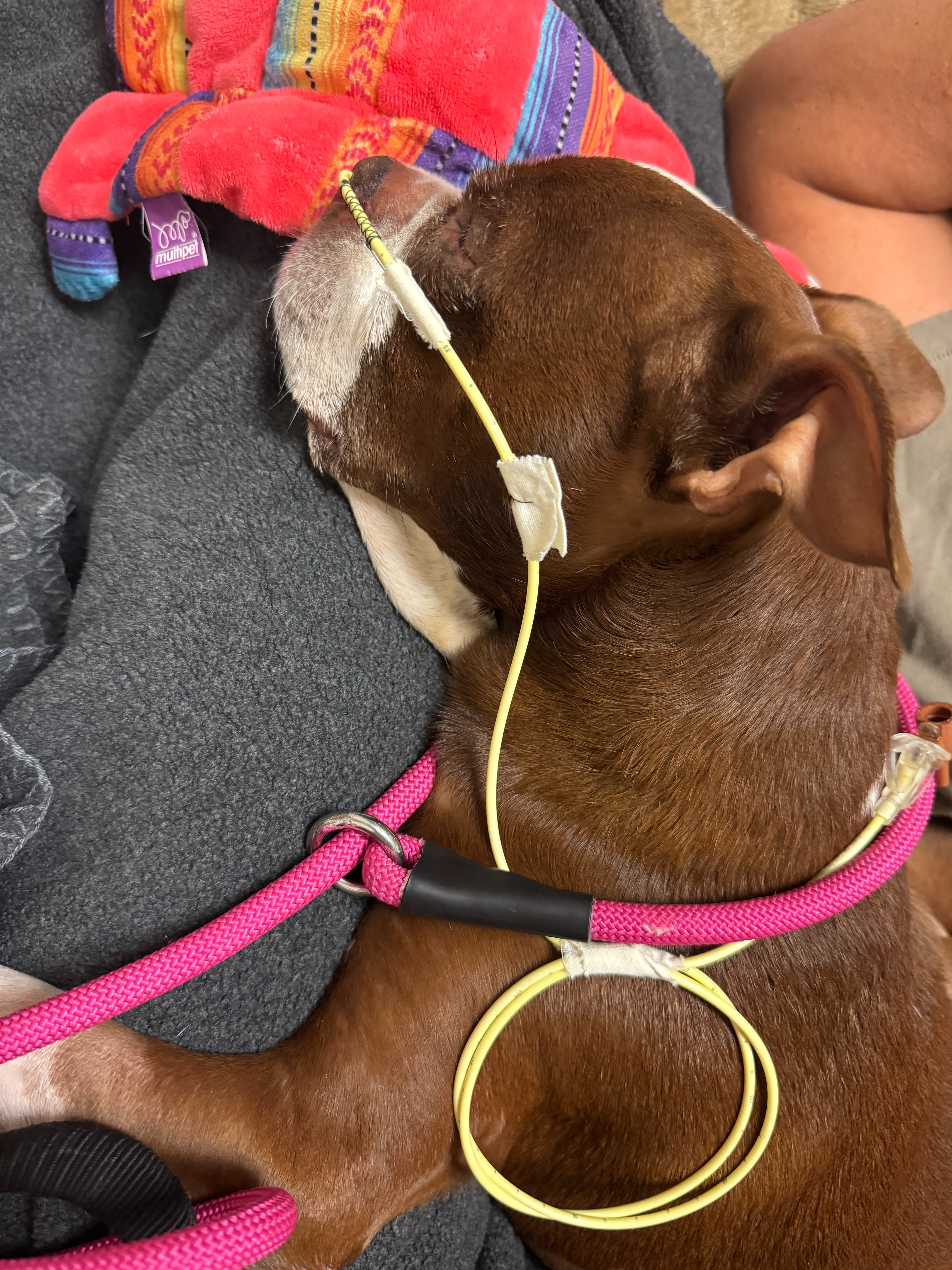 Donate to Piper Laine's Vet Debt campaign photo, 7 of 8