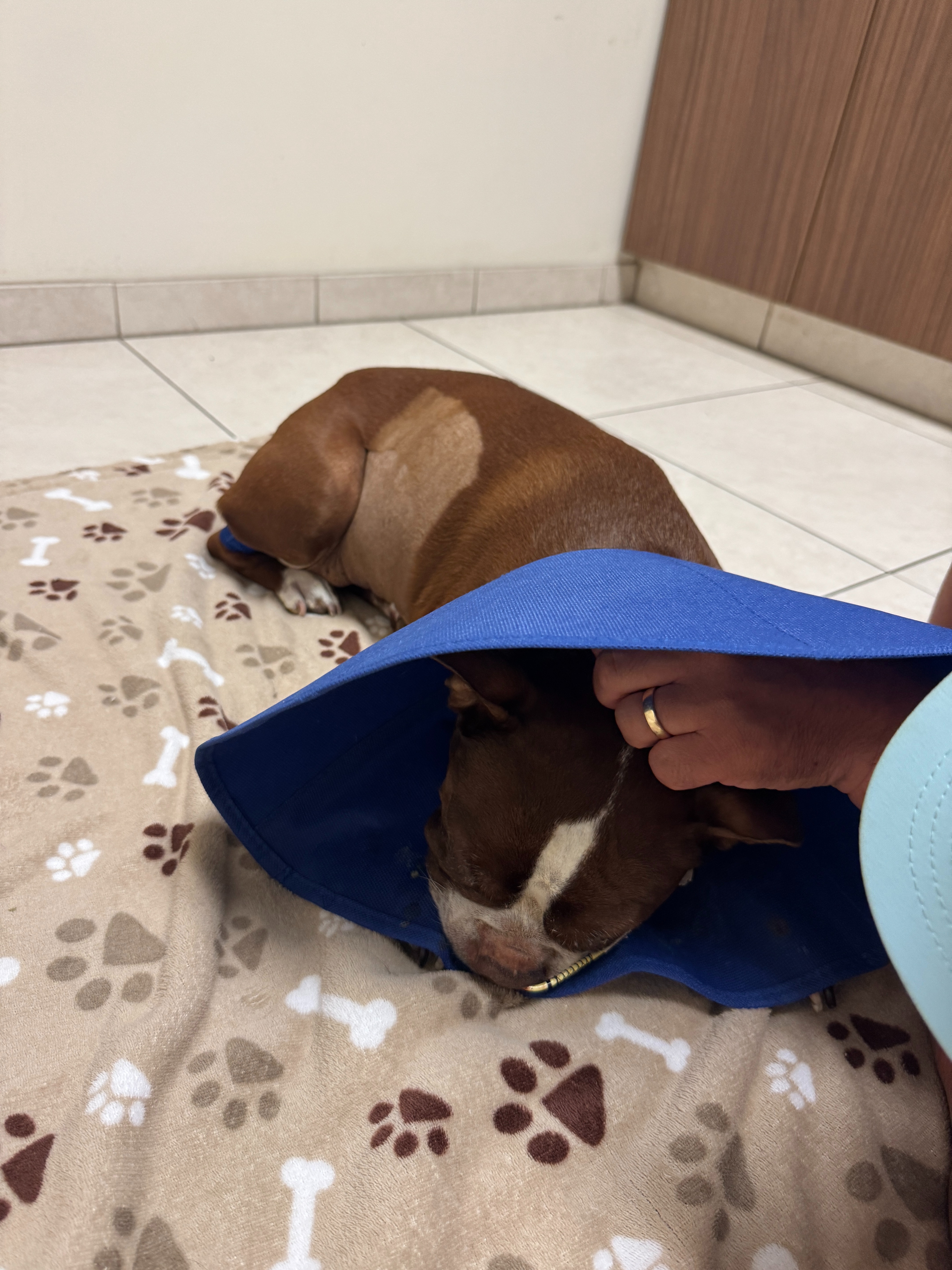 Donate to Piper Laine's Vet Debt campaign photo, 2 of 8