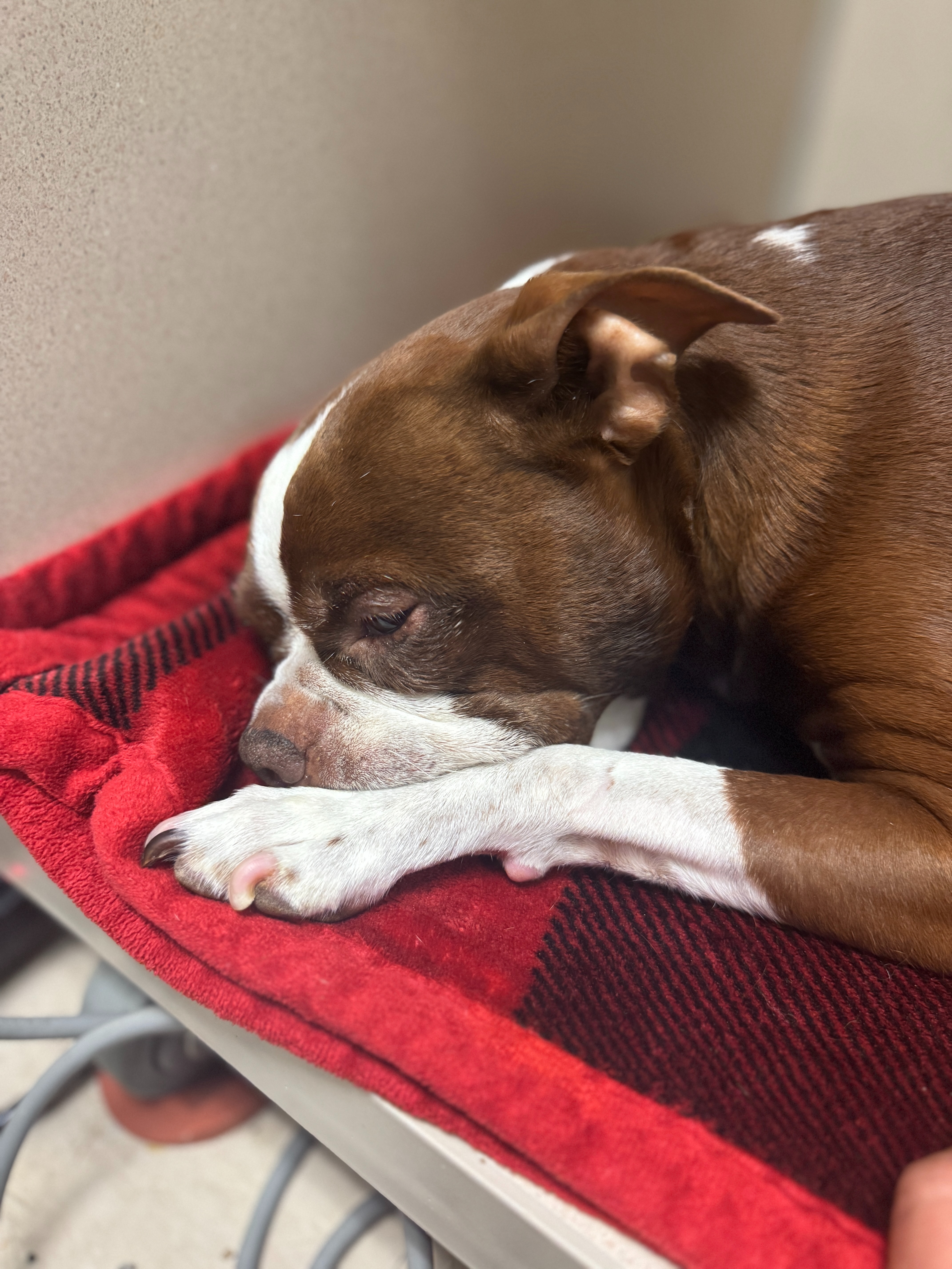 Donate to Piper Laine's Vet Debt campaign photo, 5 of 8