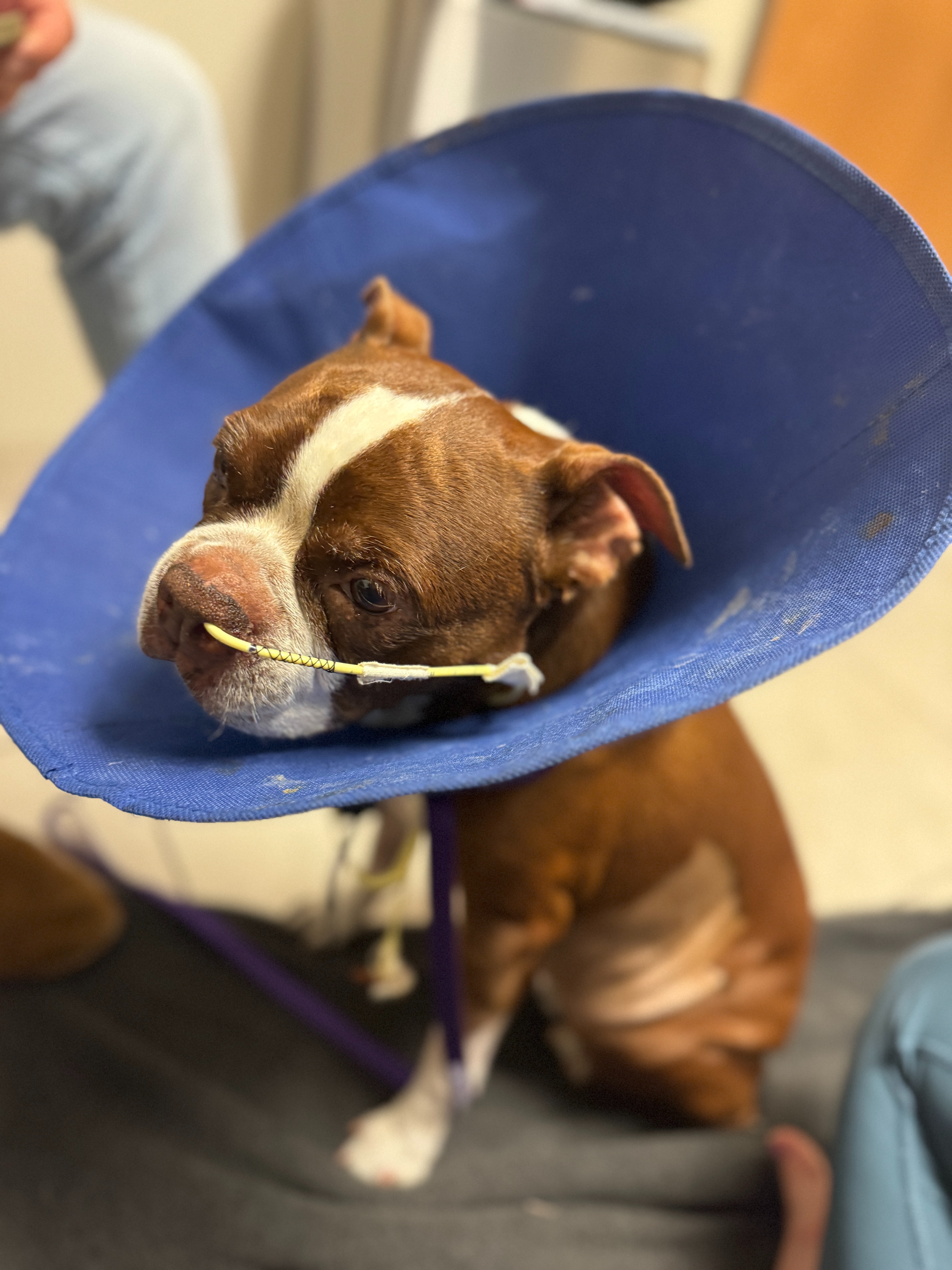 Donate to Piper Laine's Vet Debt campaign photo, 6 of 8