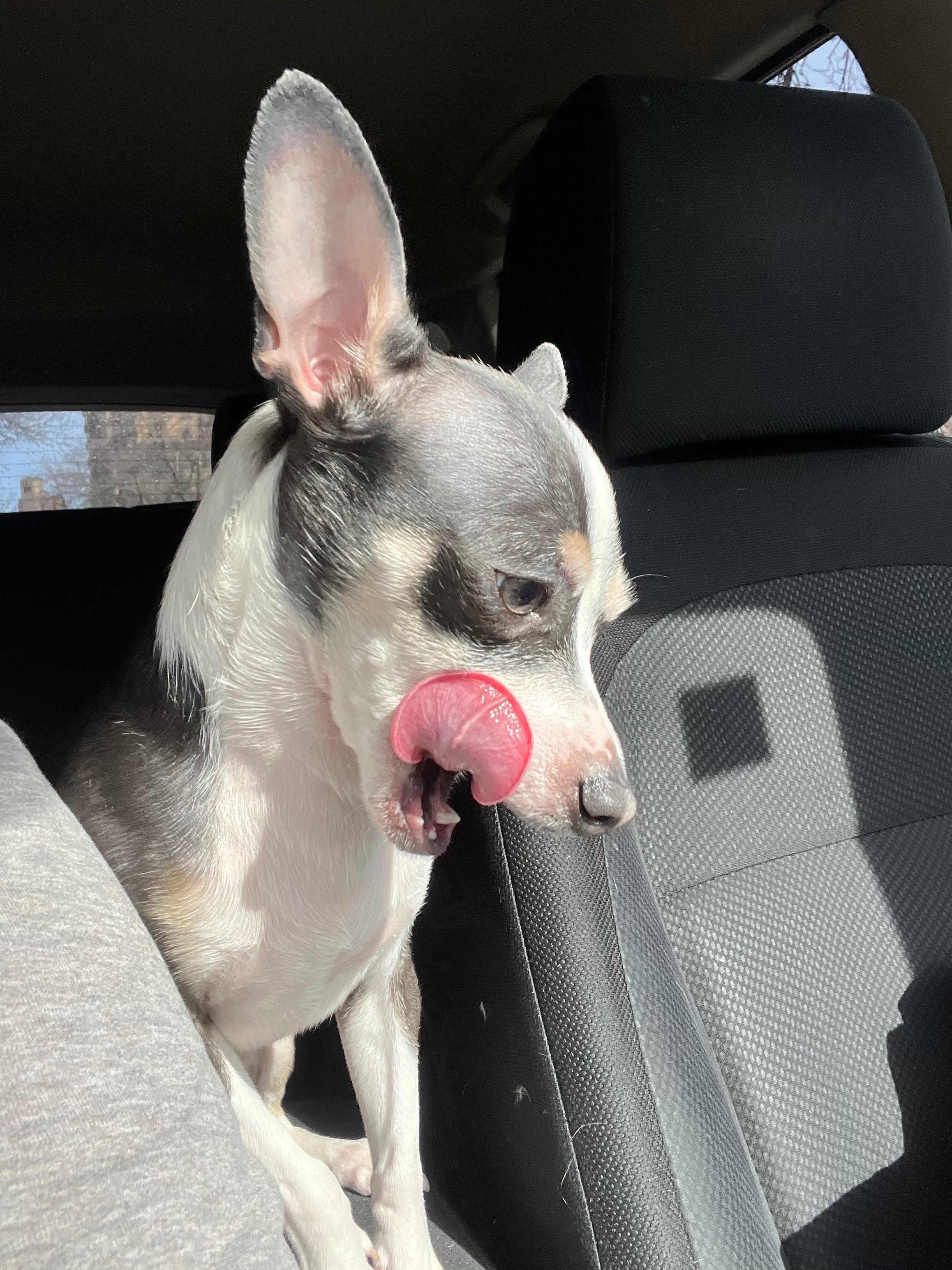 Save Loki: Urgent Surgery Needed campaign photo, 2 of 3
