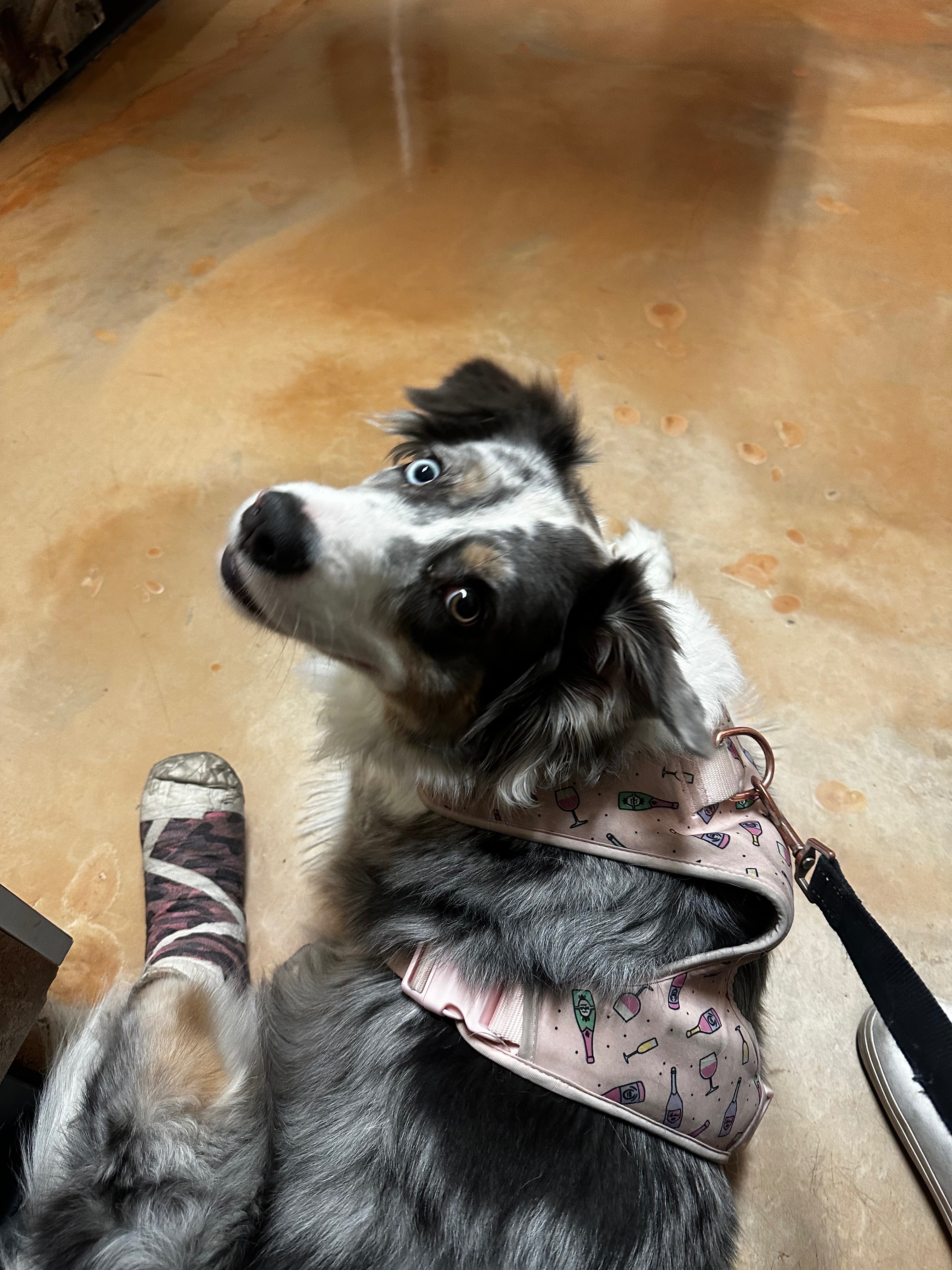 Help Pal Heal Her Broken Toe campaign photo, 5 of 8