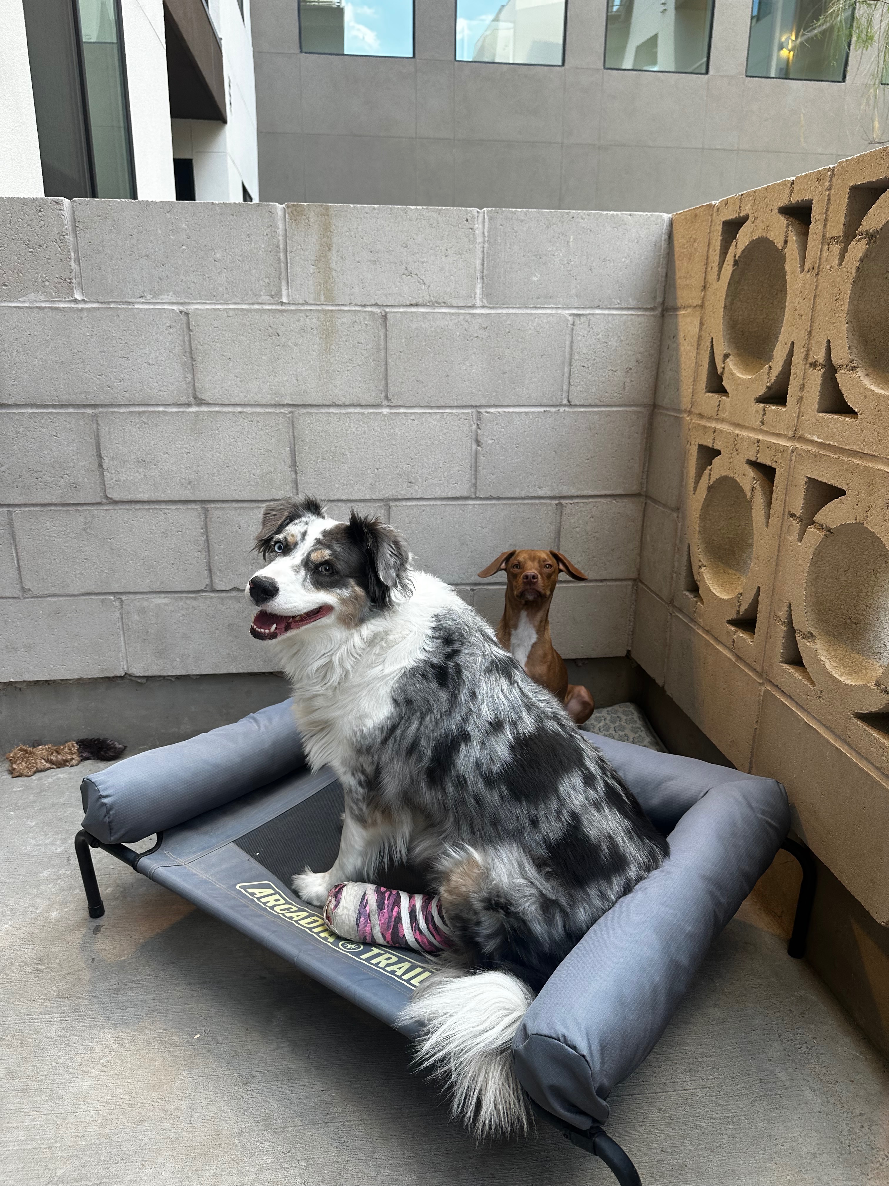 Help Pal Heal Her Broken Toe campaign photo, 6 of 8