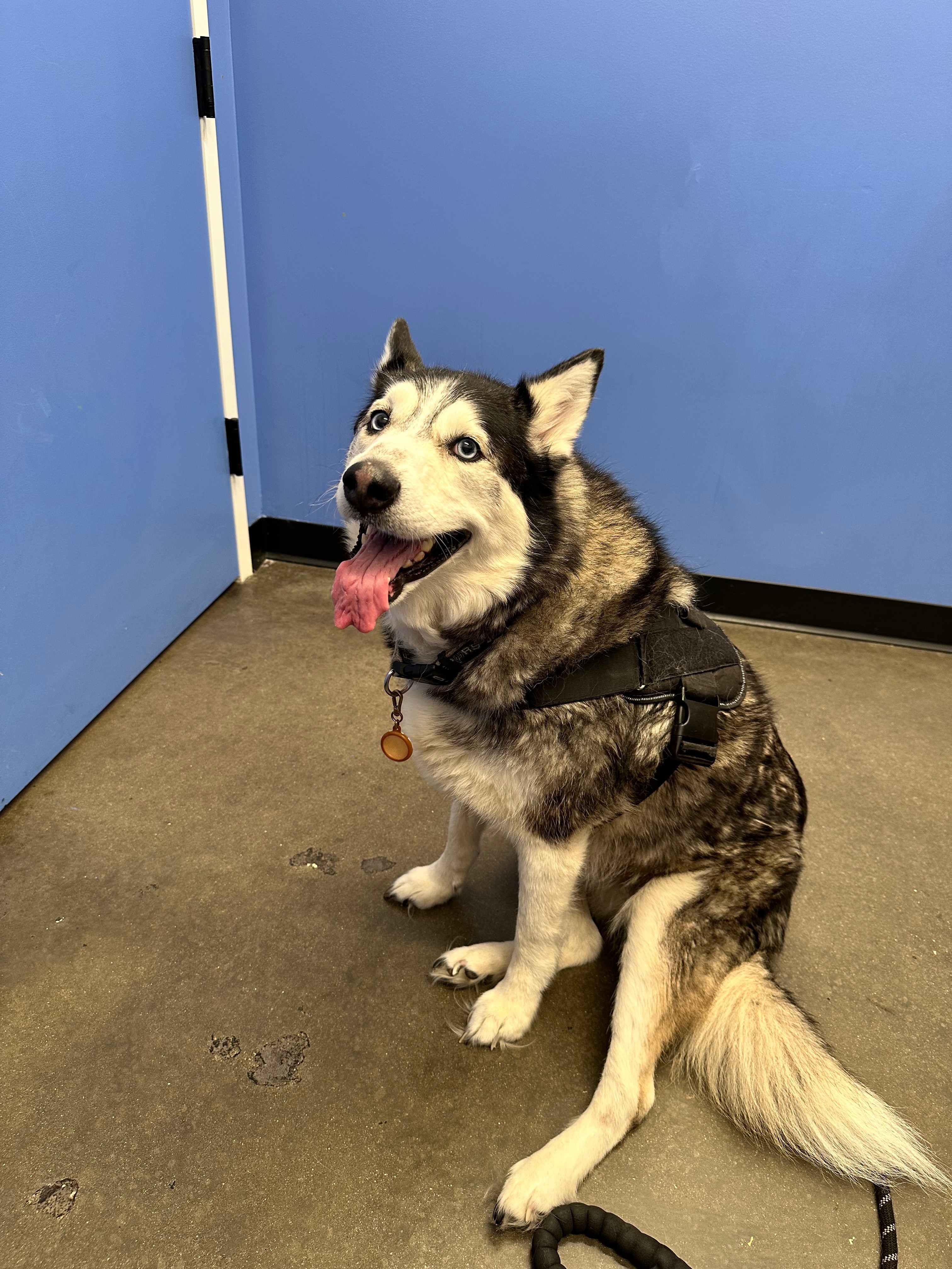 Donate to Save Luna: A Beloved Friend in Need campaign photo, 4 of 7