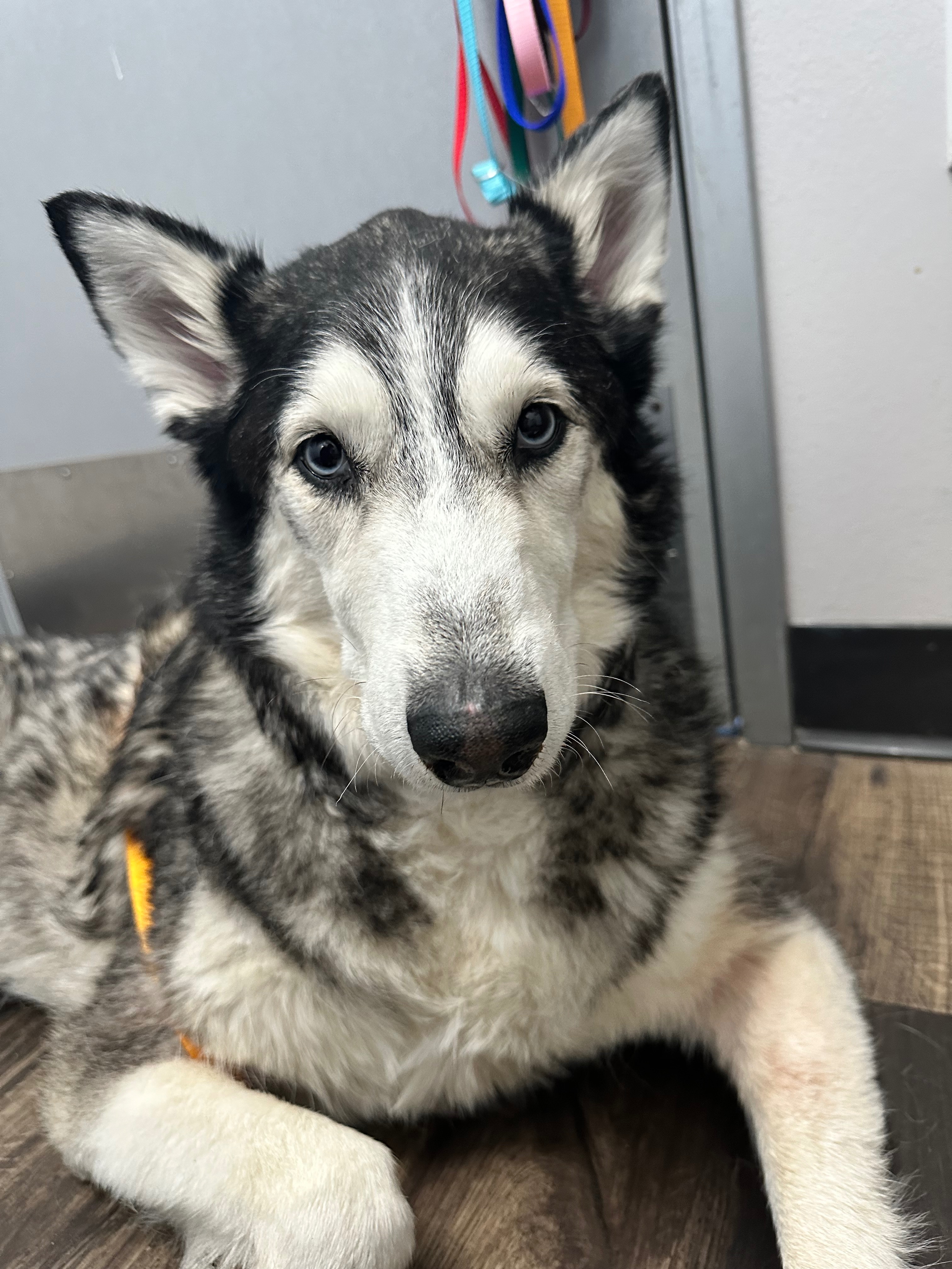 Donate to Save Luna: A Beloved Friend in Need campaign photo, 5 of 7