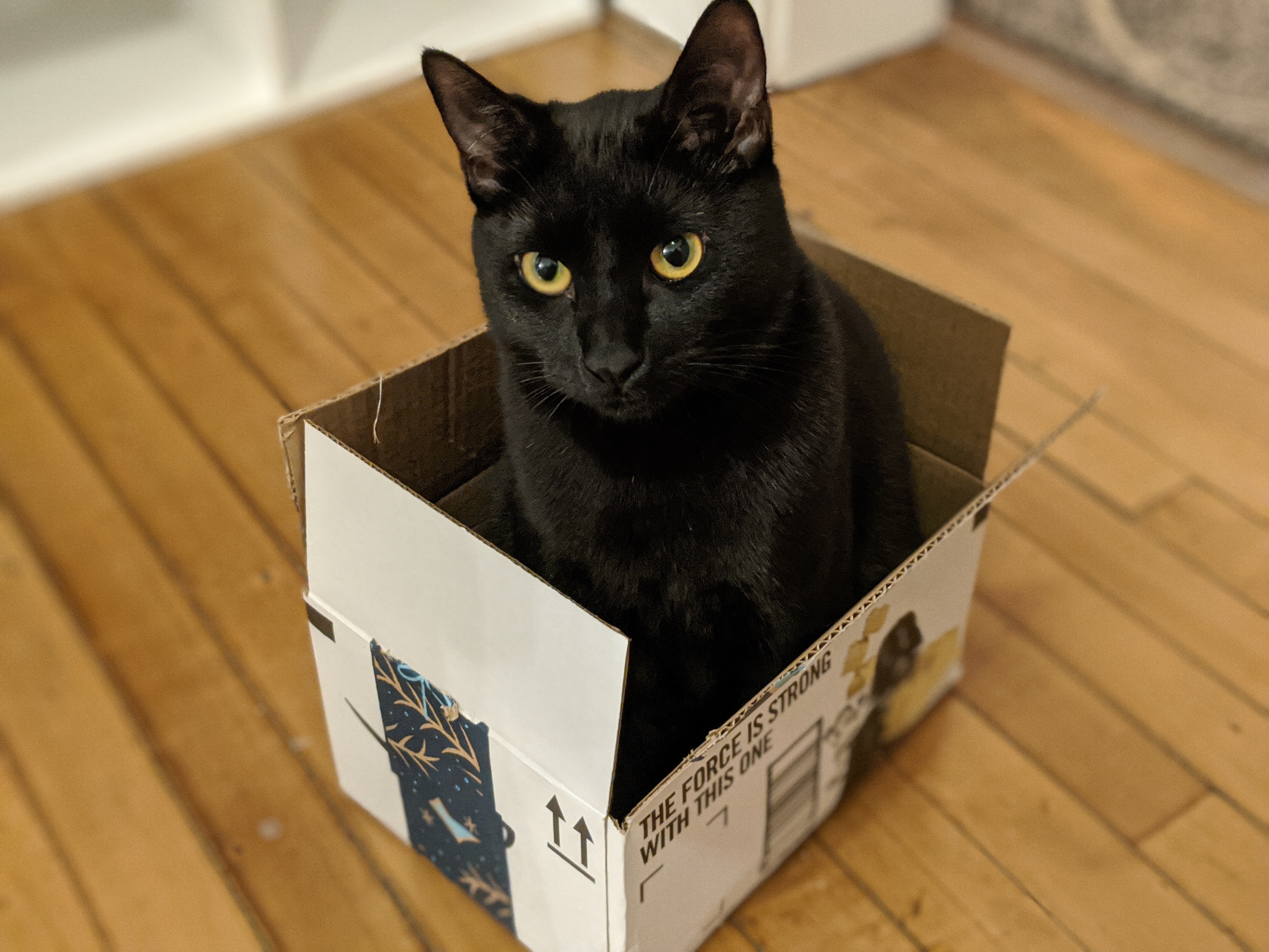 Support Ted's Life Saving Veterinary Care campaign photo, 7 of 8