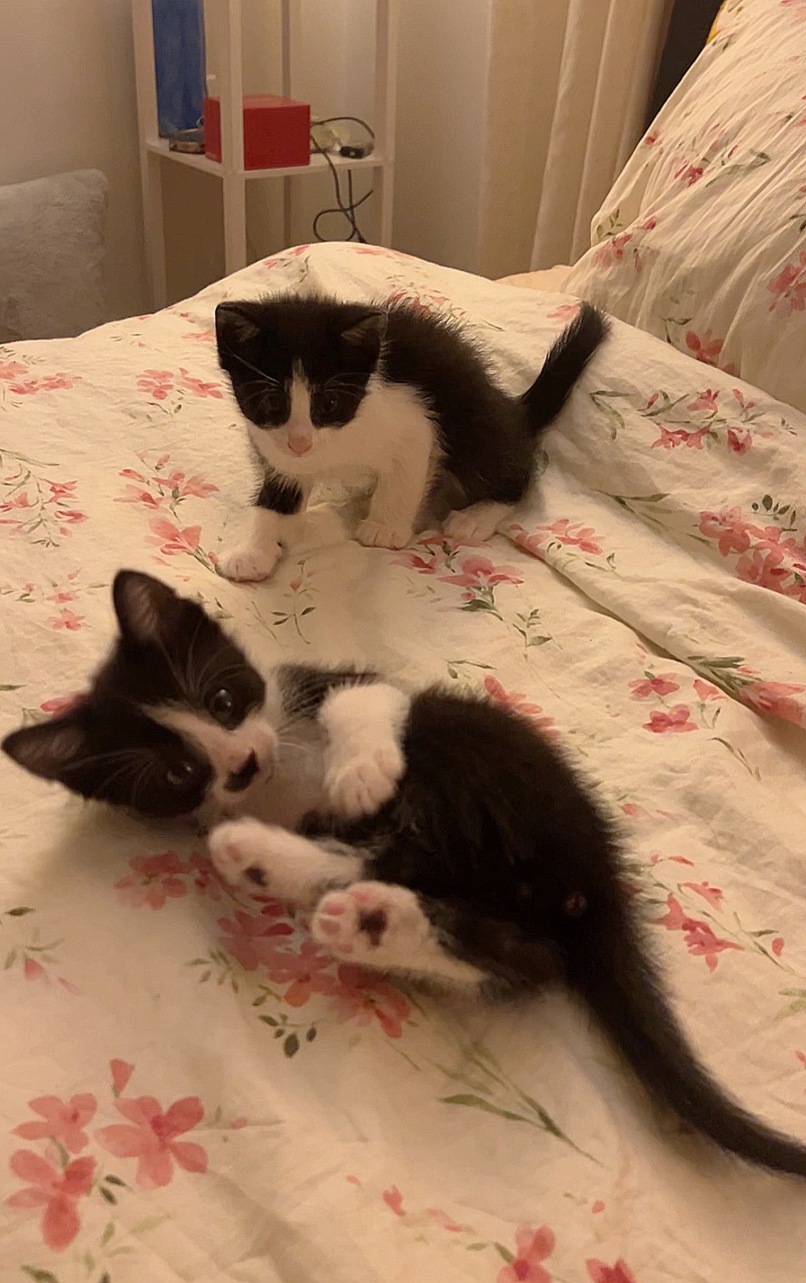 Help Rescue Kittens Get Vet Care campaign photo, 4 of 5