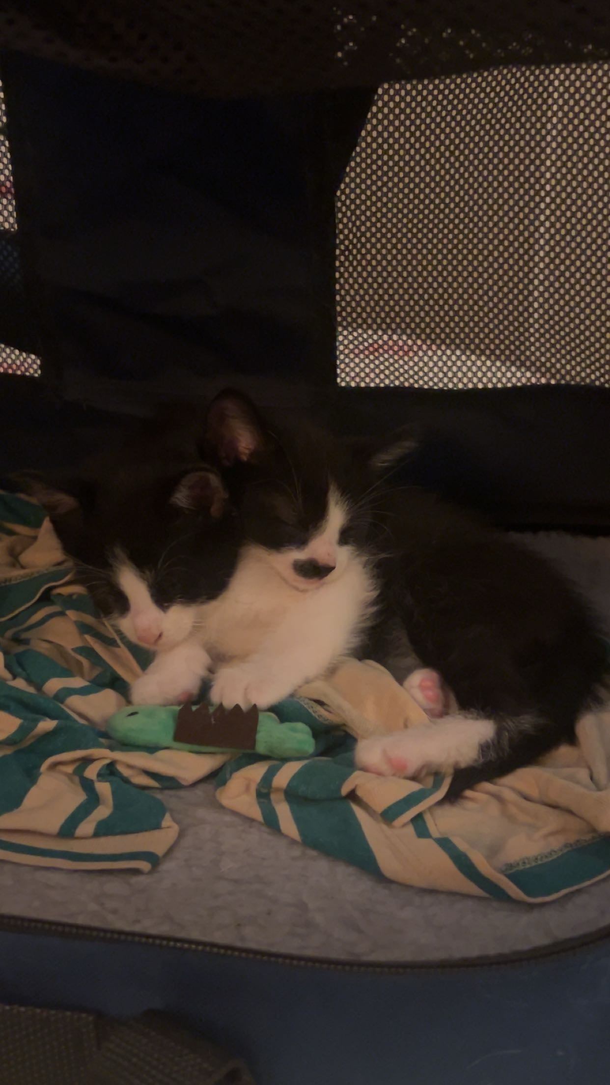 Help Rescue Kittens Get Vet Care campaign photo, 2 of 5