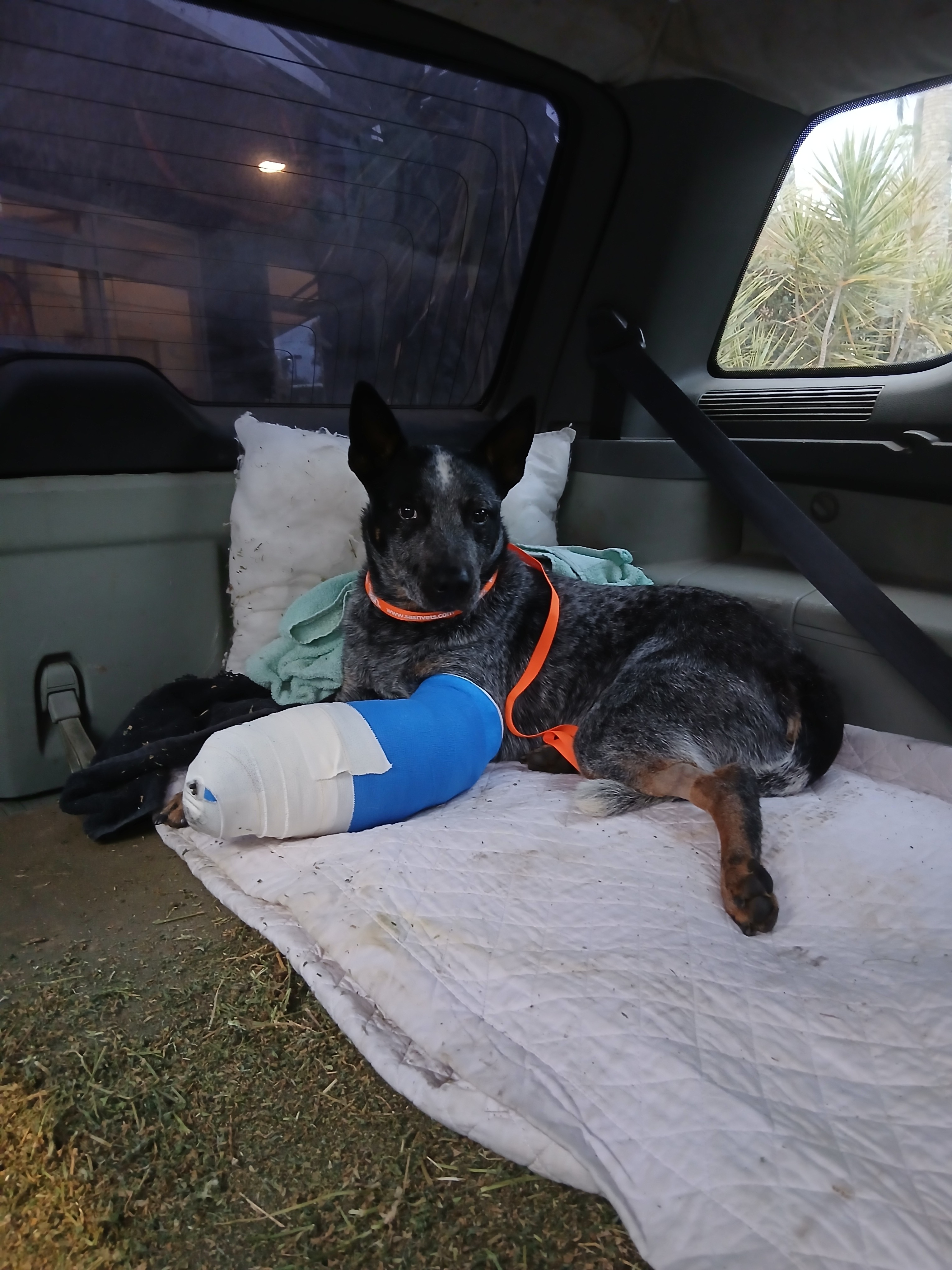 Please help save Georges badly fractured leg campaign photo, 5 of 6