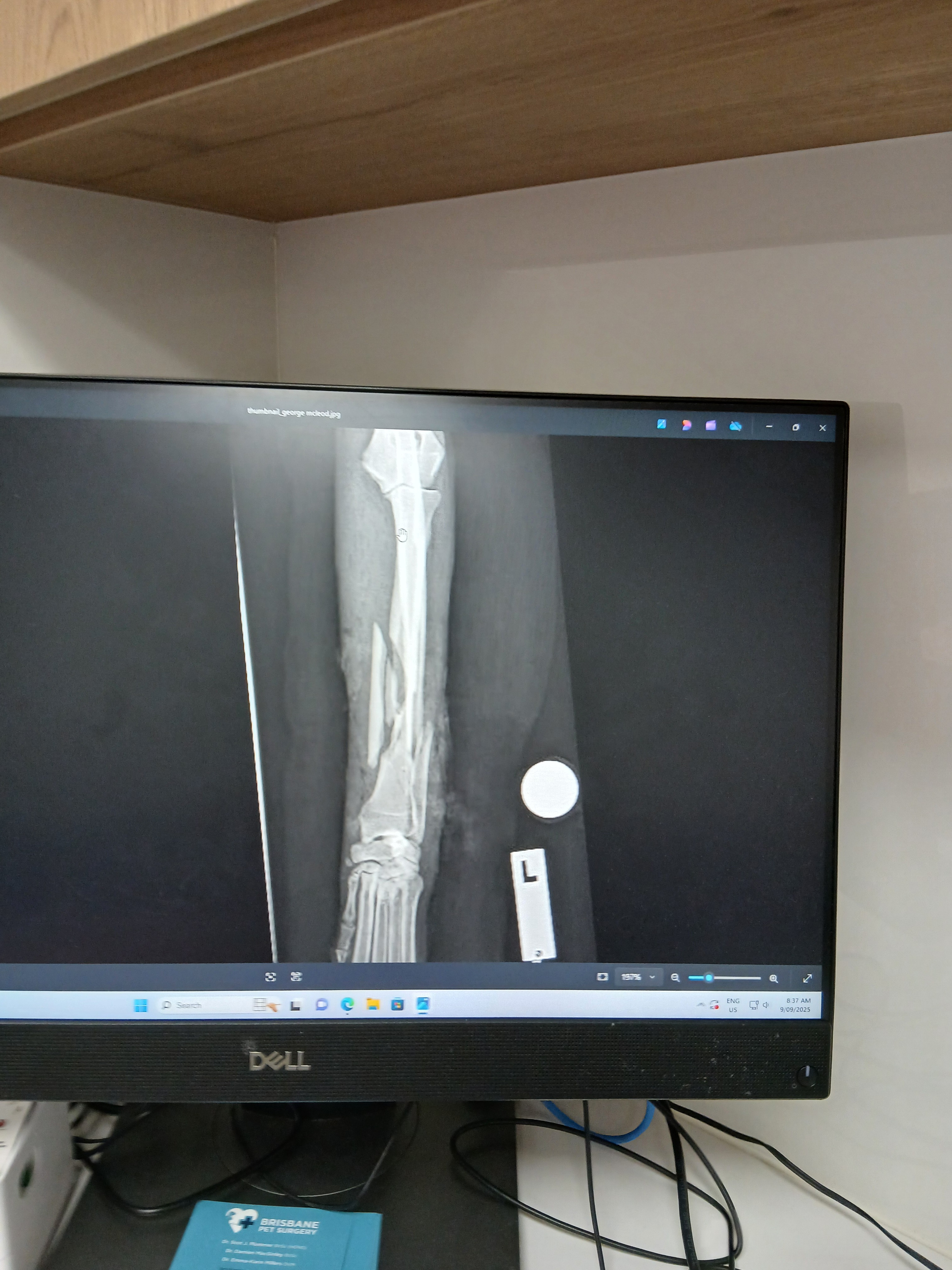 Please help save Georges badly fractured leg campaign photo, 2 of 6
