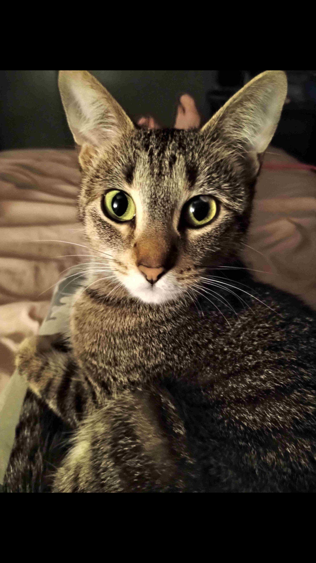 Kitten Nuggets: Support Our Mission to Save Stray Cats campaign photo, 2 of 4