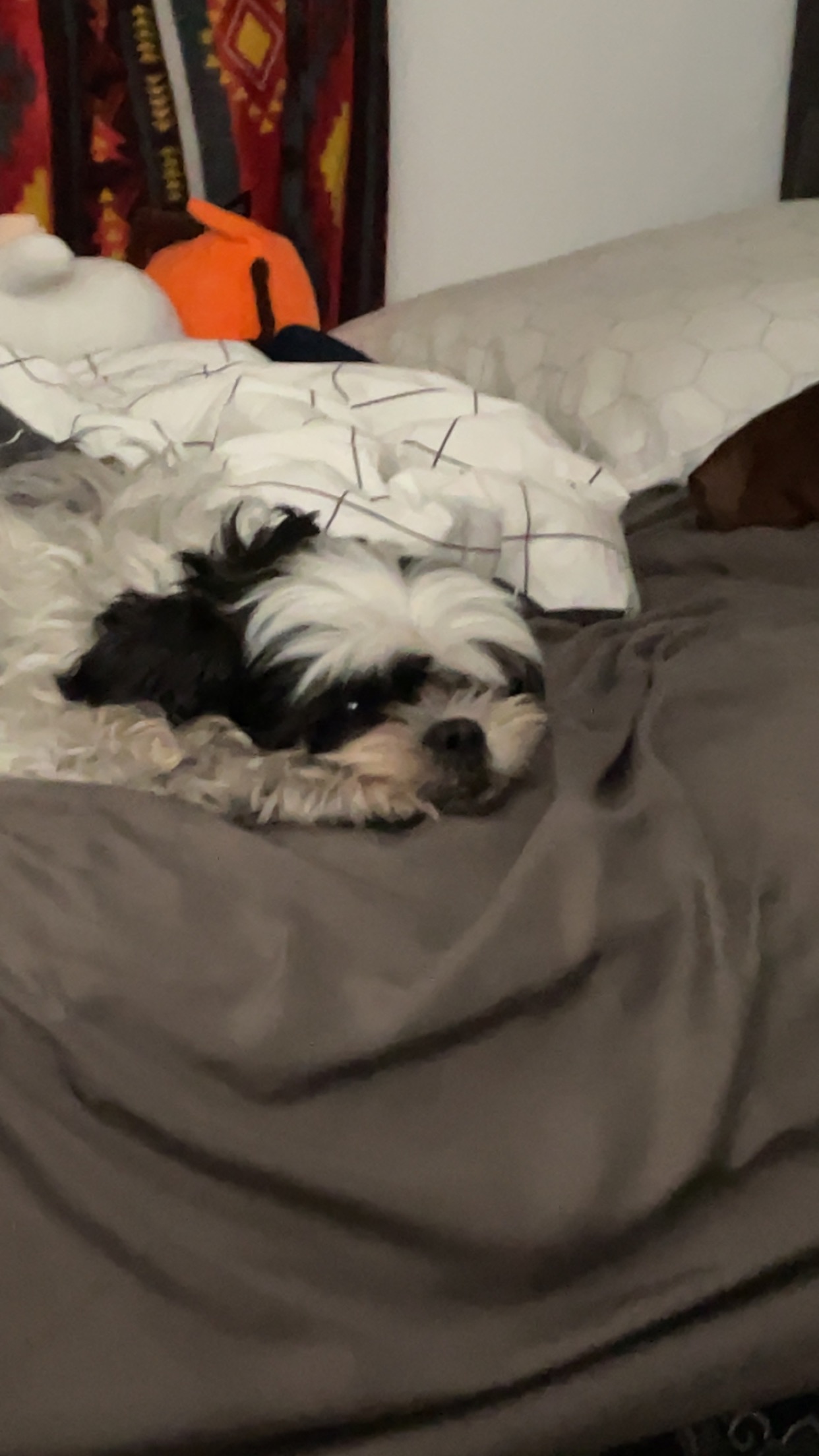 Shyla's medical bills campaign photo, 4 of 5