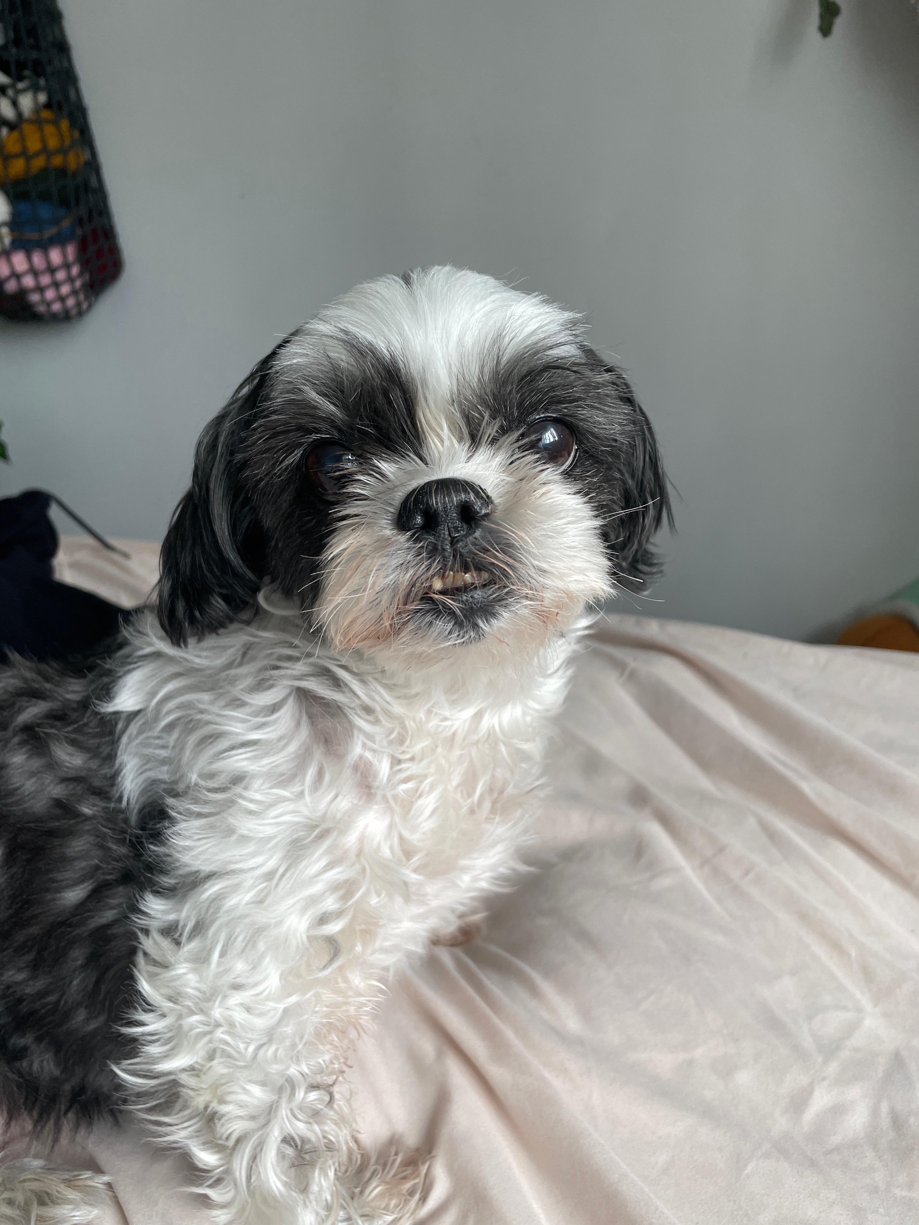 Shyla's medical bills campaign photo, 2 of 5