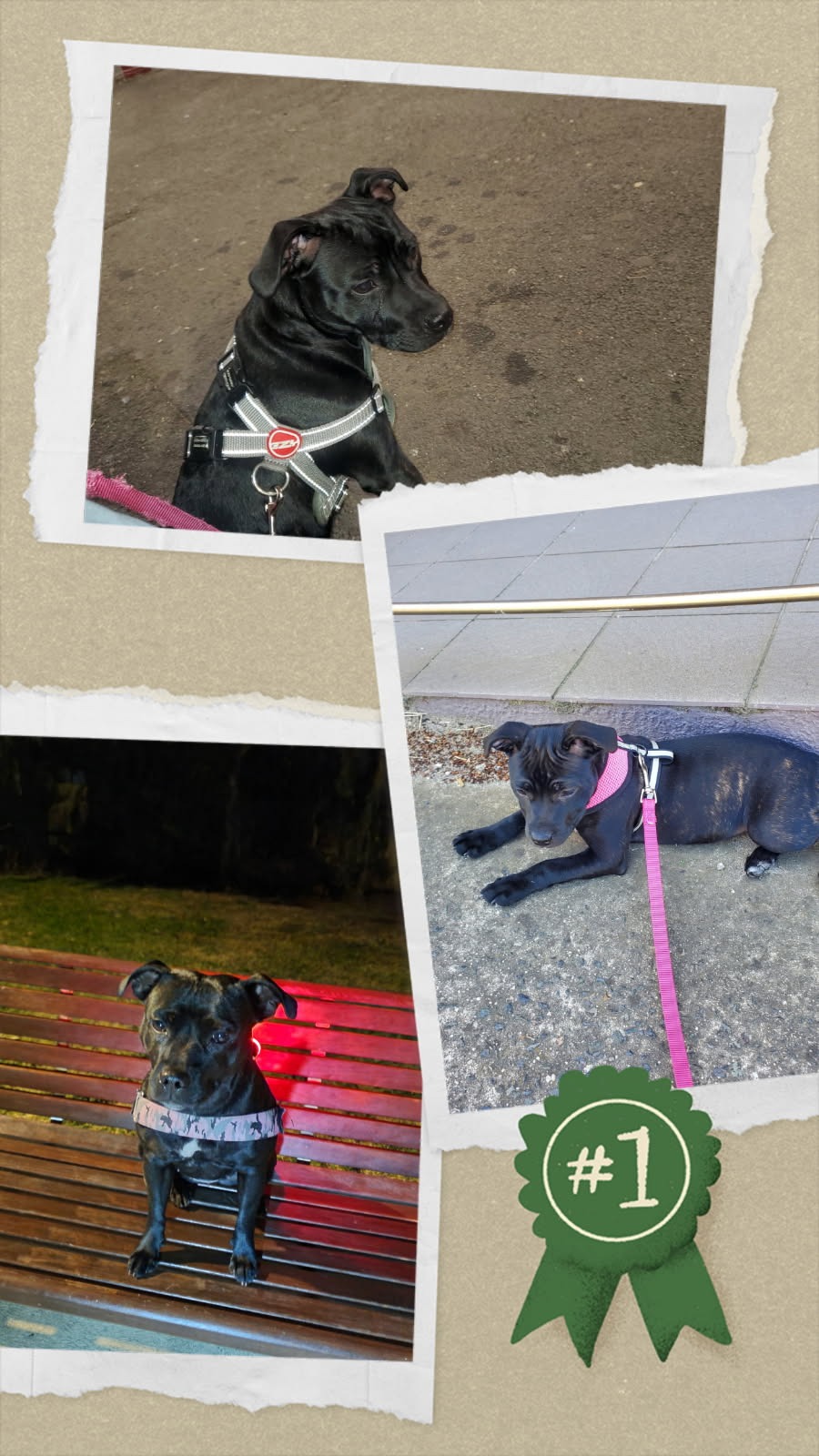 Help with emergency surgery vet fees for Lara campaign photo, 6 of 7