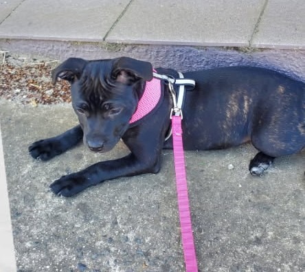 Help with emergency surgery vet fees for Lara campaign photo, 2 of 7