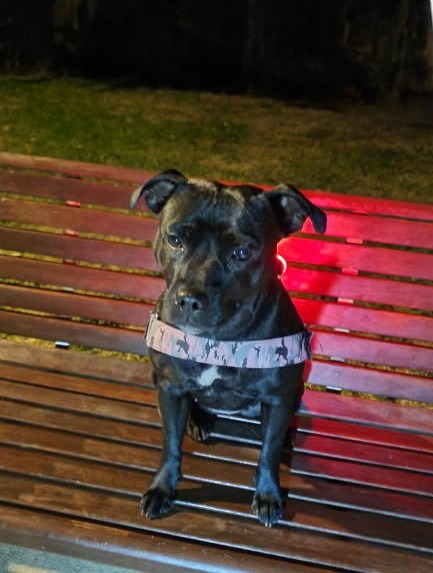 Help with emergency surgery vet fees for Lara campaign photo, 4 of 7