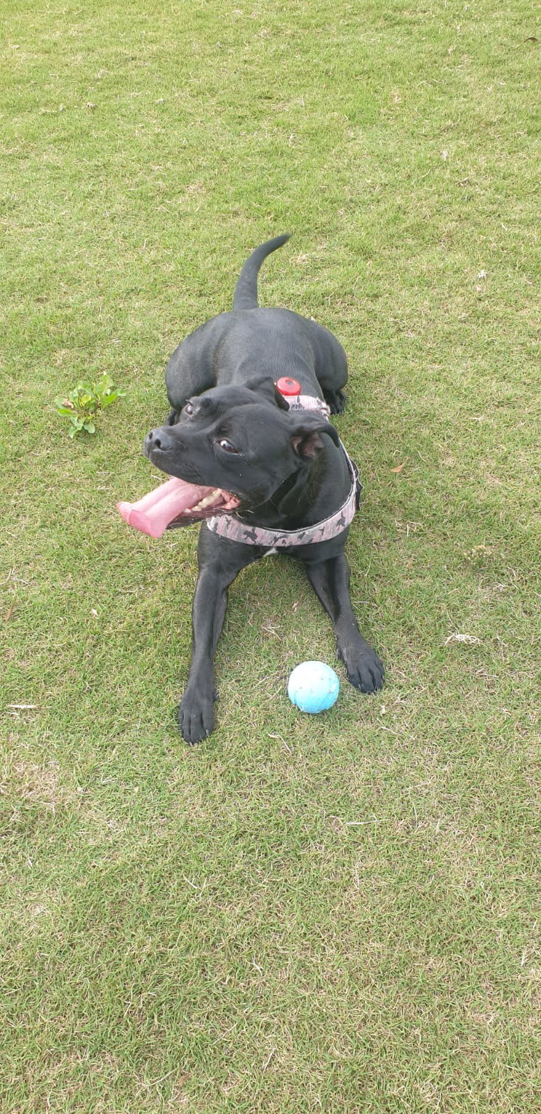 Help with emergency surgery vet fees for Lara campaign photo, 5 of 7