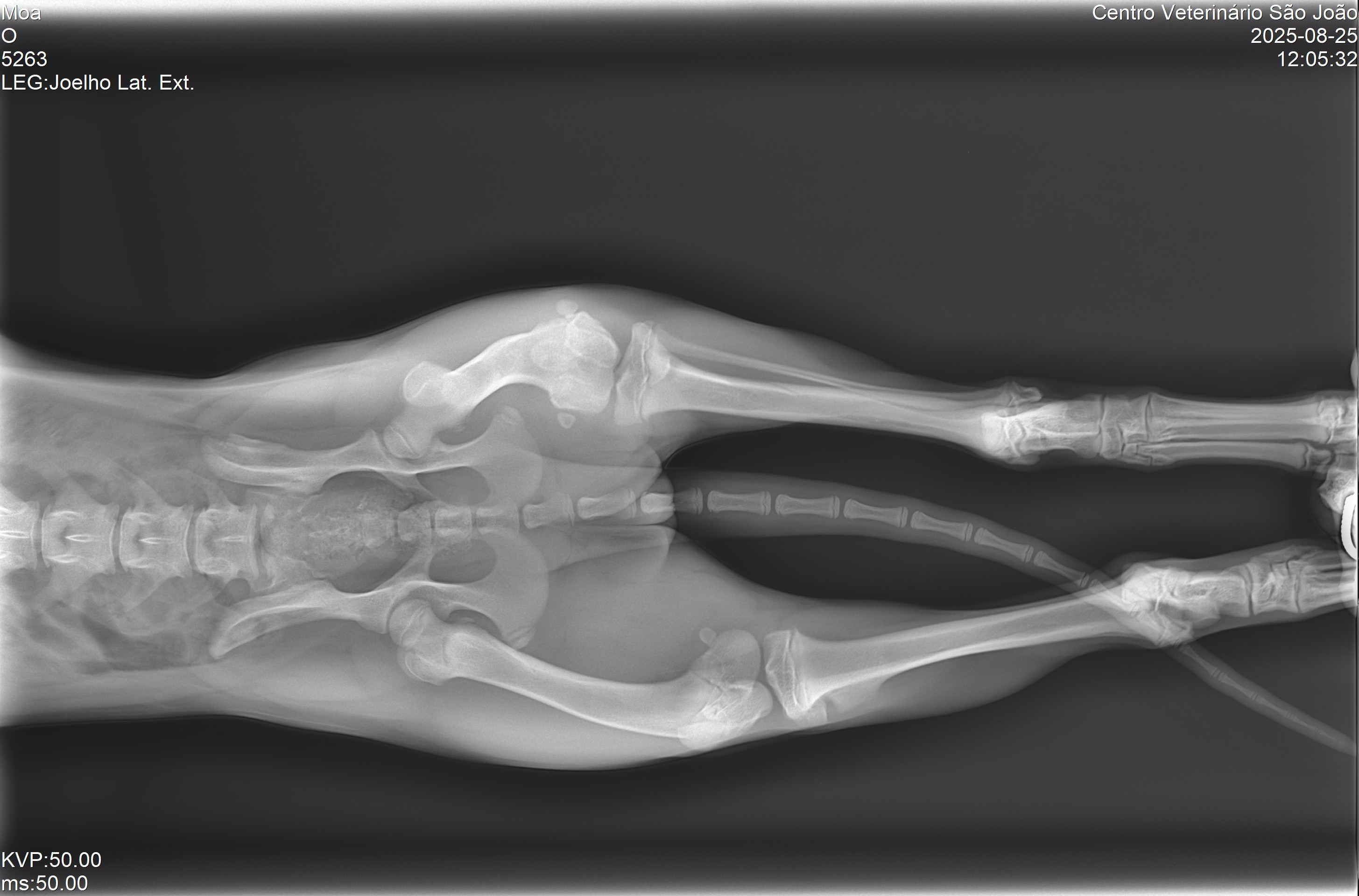 Cirurgia para a Moa campaign photo, 4 of 6