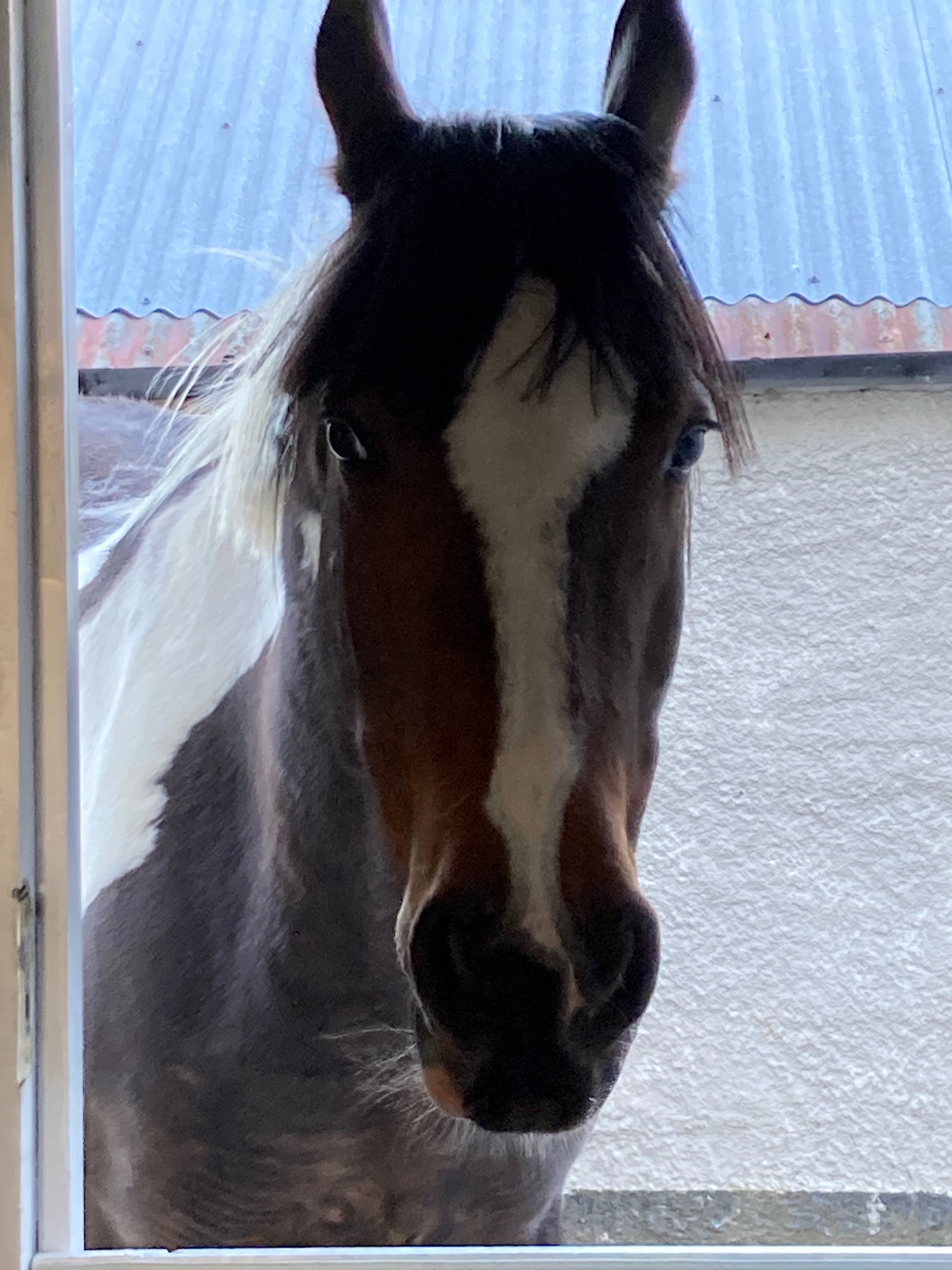 Woody needs an operation campaign photo, 2 of 3