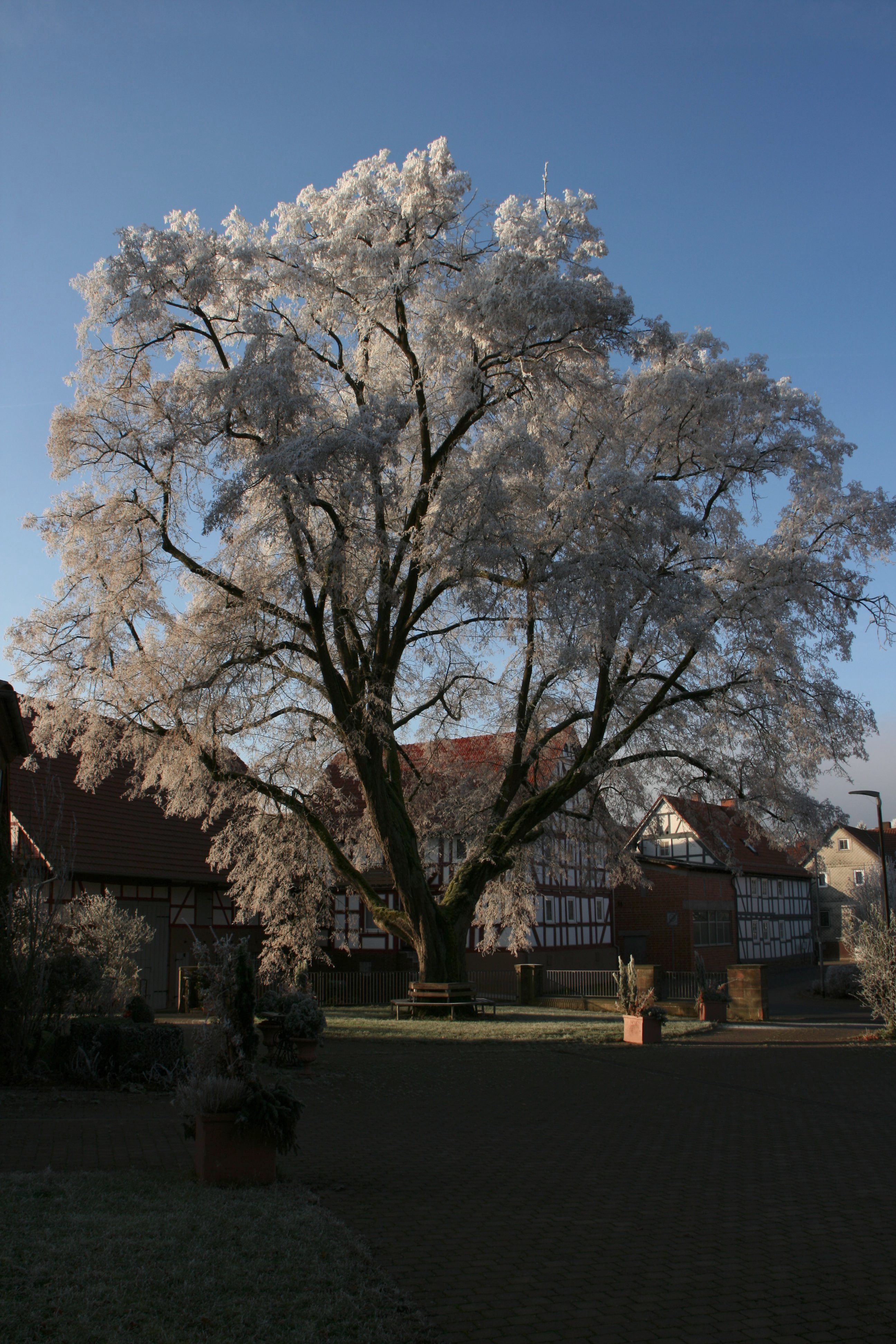 eine neue Dorflinde - Neugestaltung der Dorfmitte in Pfordt campaign photo, 4 of 8