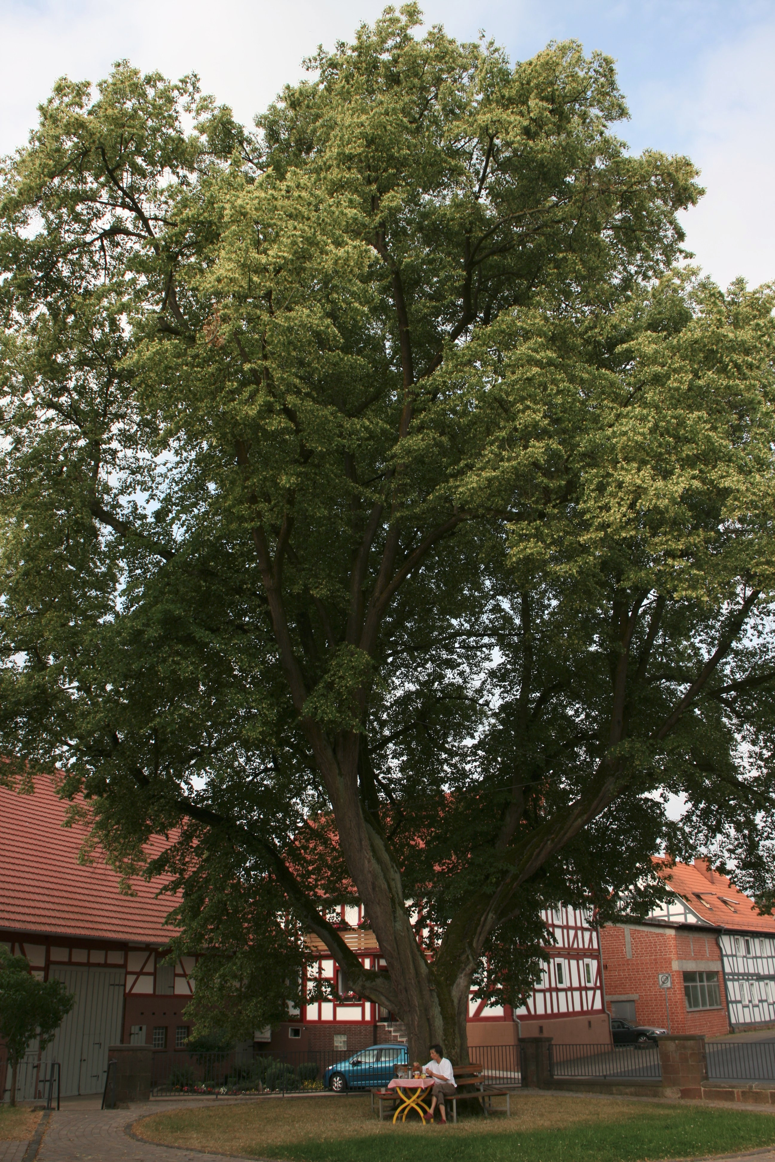 eine neue Dorflinde - Neugestaltung der Dorfmitte in Pfordt campaign photo, 5 of 8