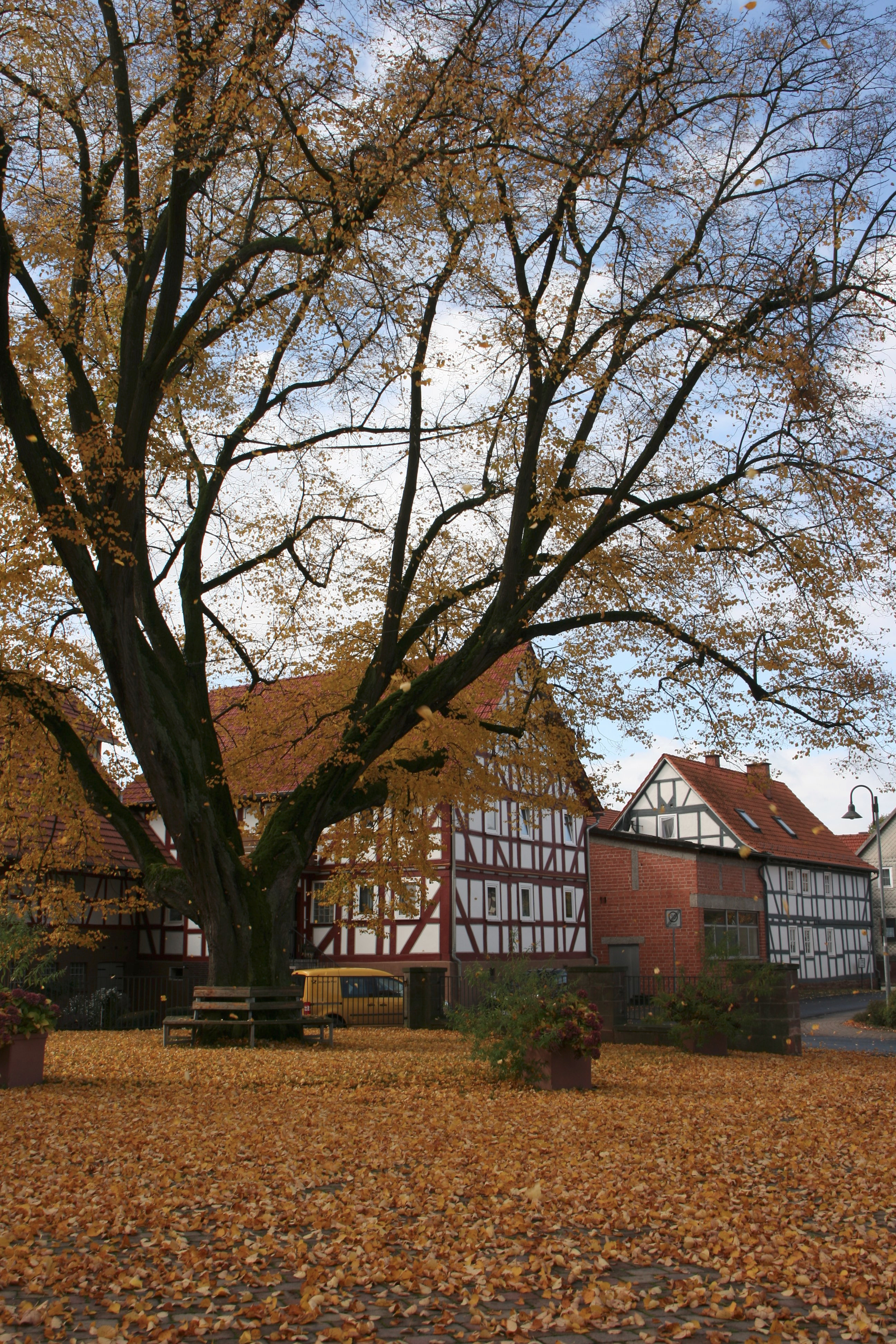 eine neue Dorflinde - Neugestaltung der Dorfmitte in Pfordt campaign photo, 6 of 8