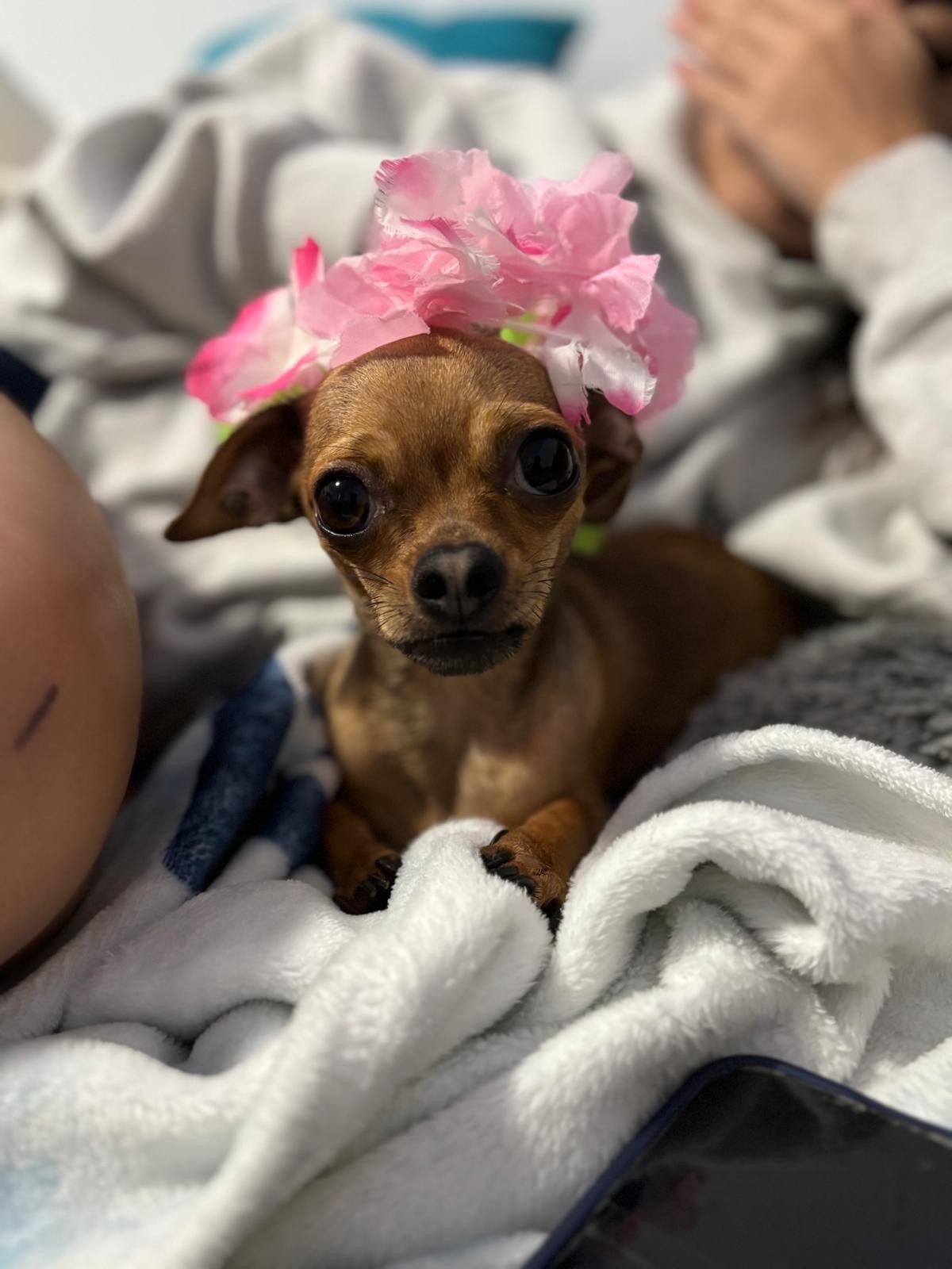 My sweet Chispa is pregnant and in critical danger. Her baby campaign photo, 5 of 6