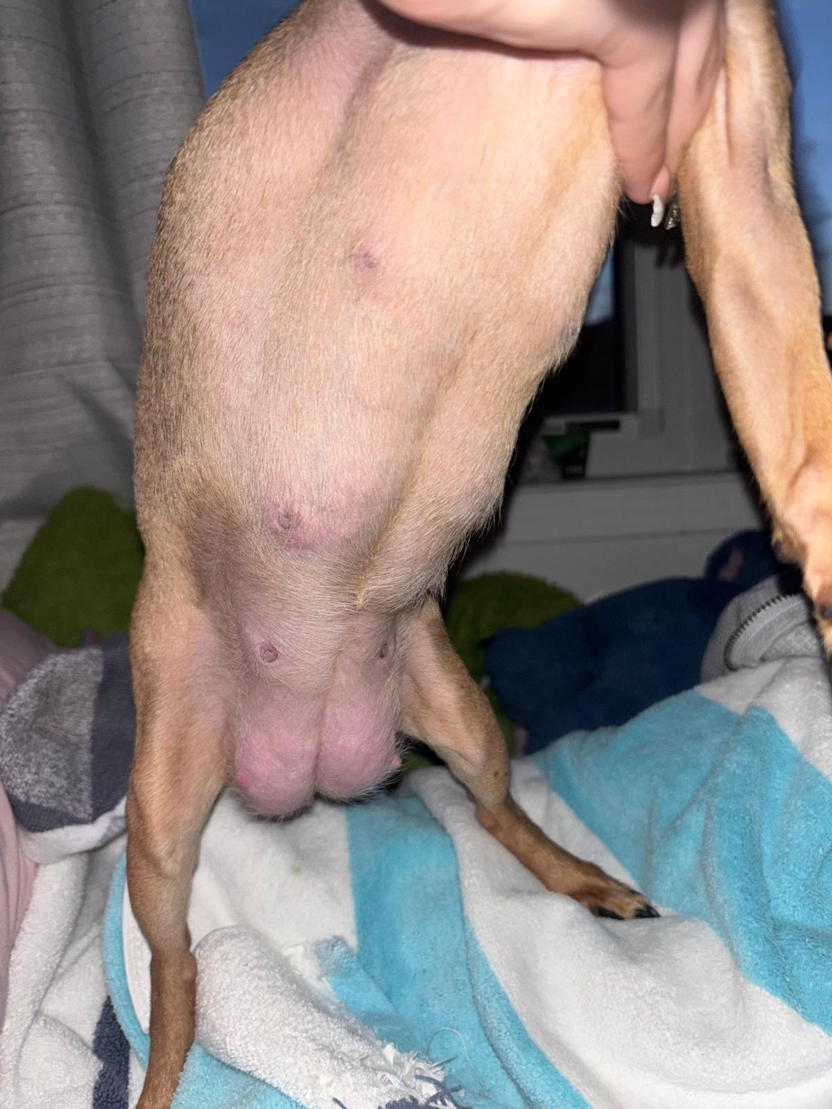 My sweet Chispa is pregnant and in critical danger. Her baby campaign photo, 2 of 6