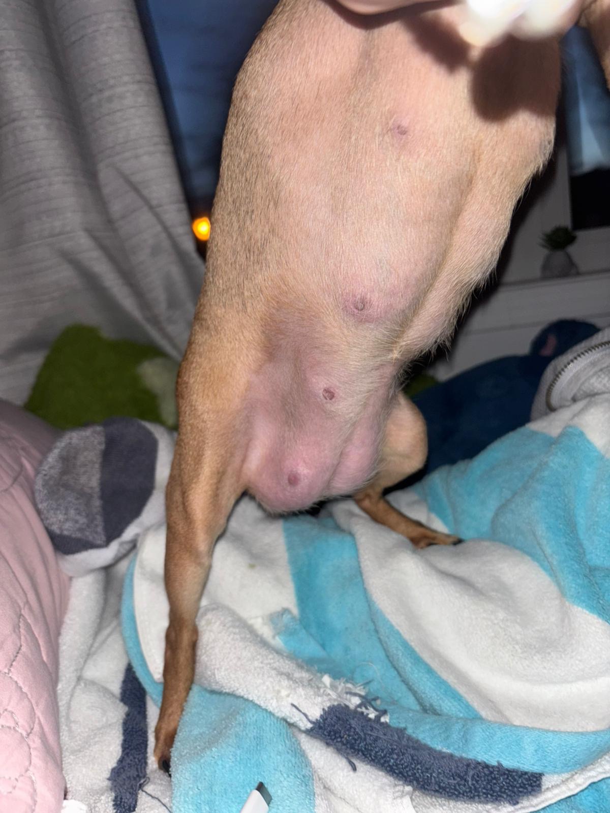 My sweet Chispa is pregnant and in critical danger. Her baby campaign photo, 4 of 6