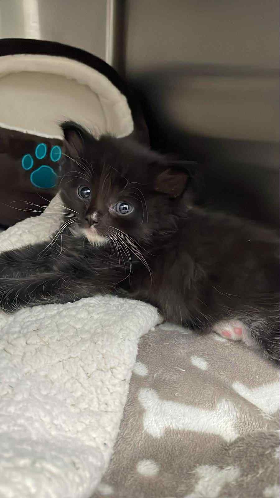 Raise funds for  a life-saving operation to save Max campaign photo, 5 of 5