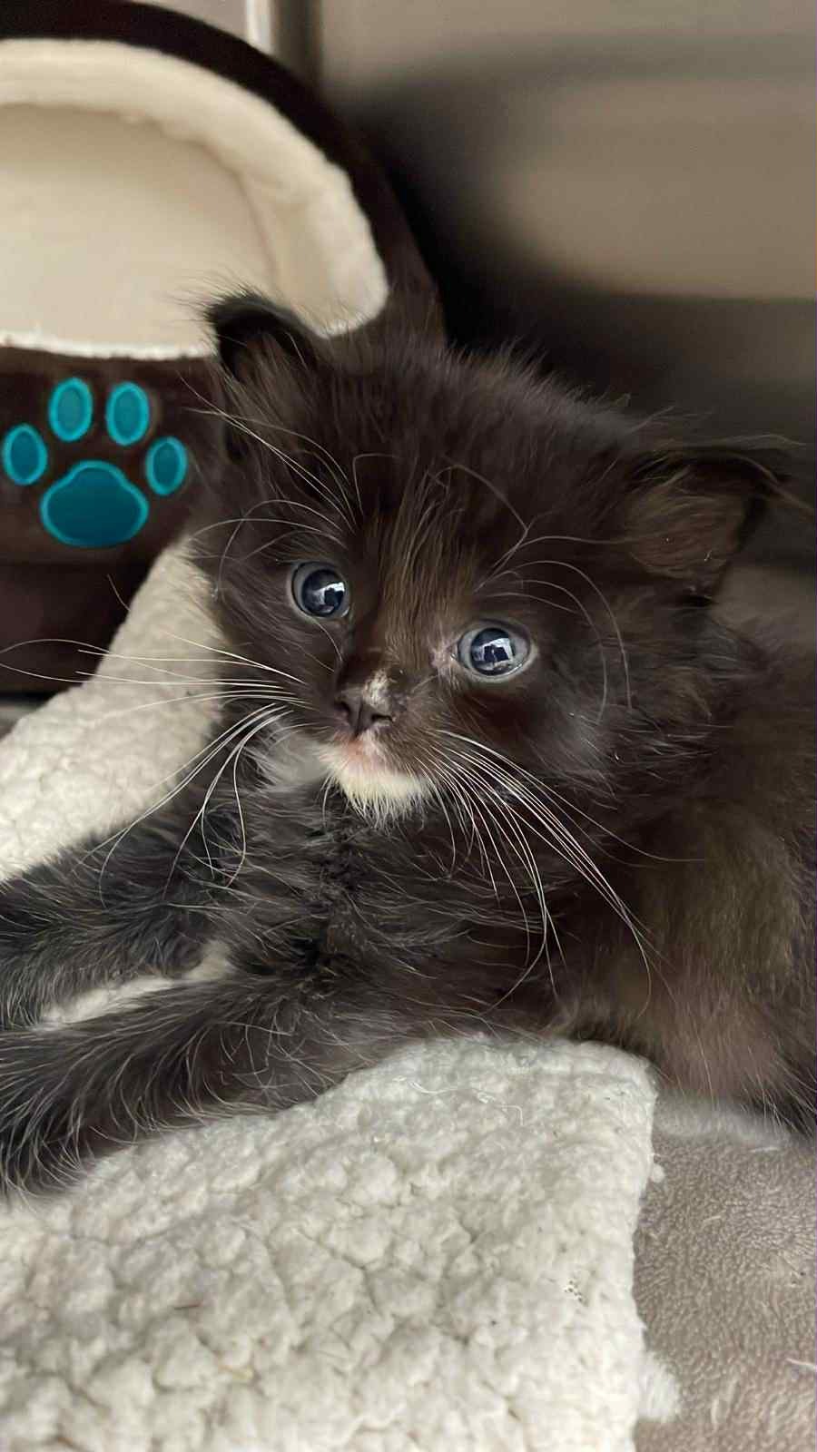 Raise funds for  a life-saving operation to save Max campaign photo, 2 of 5