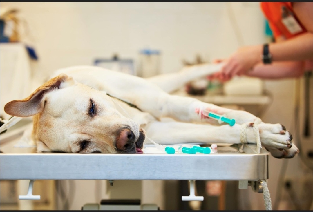 For man's best friend campaign photo, 2 of 3