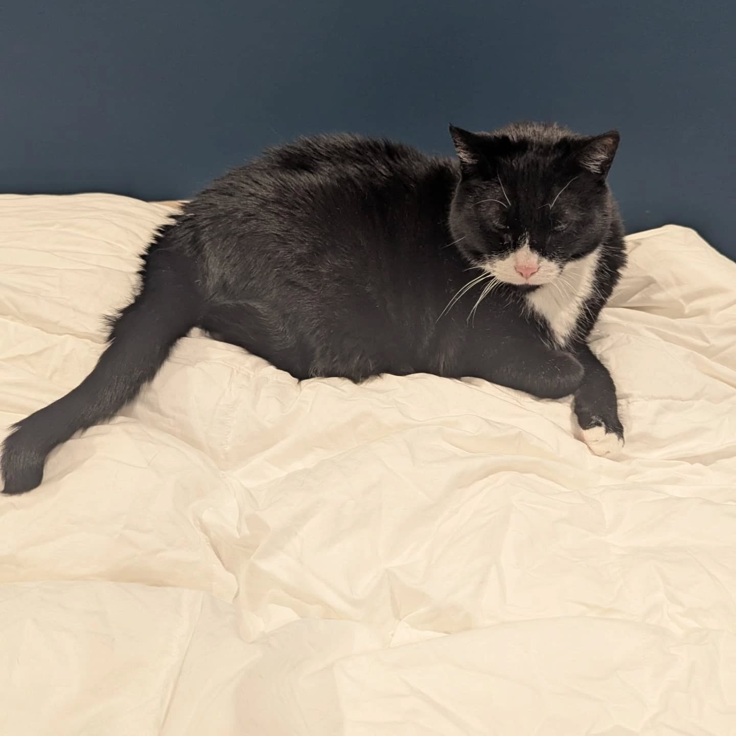 Pippin's Anemia Hospitalization (old Pre-Dental Diagnostics) campaign photo, 6 of 7