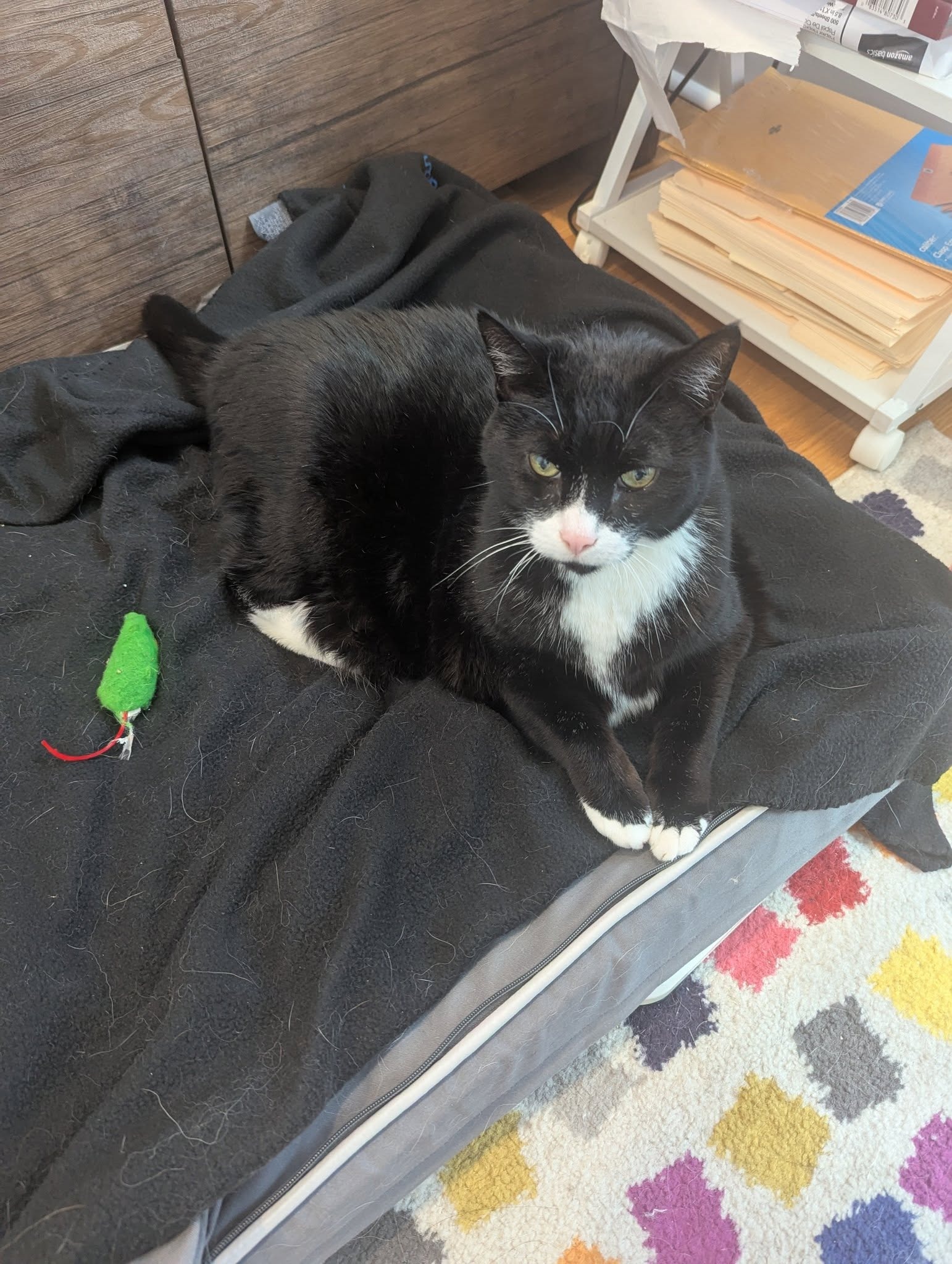 Pippin's Anemia Hospitalization (old Pre-Dental Diagnostics) campaign photo, 4 of 7
