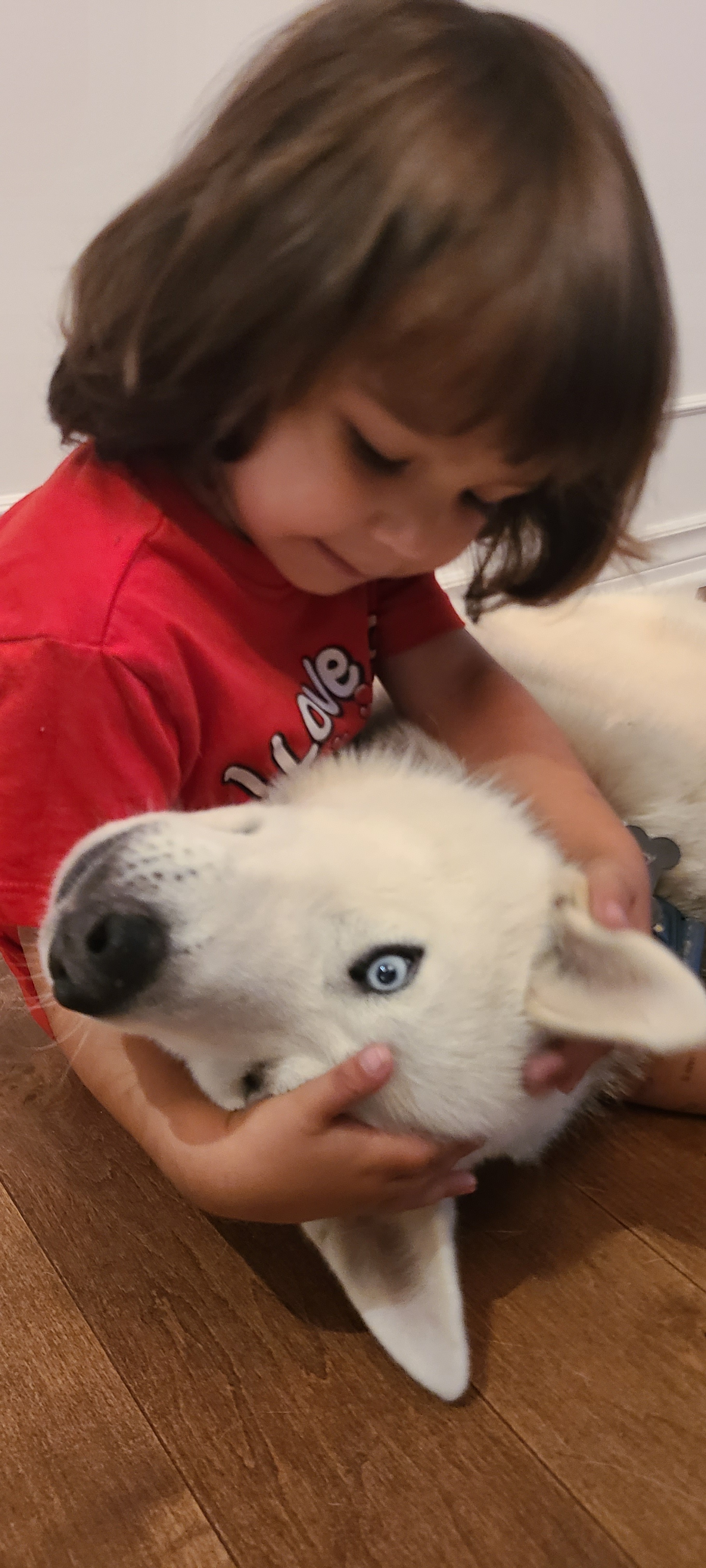 Help Our Husky Get His Operation Done campaign photo, 7 of 8