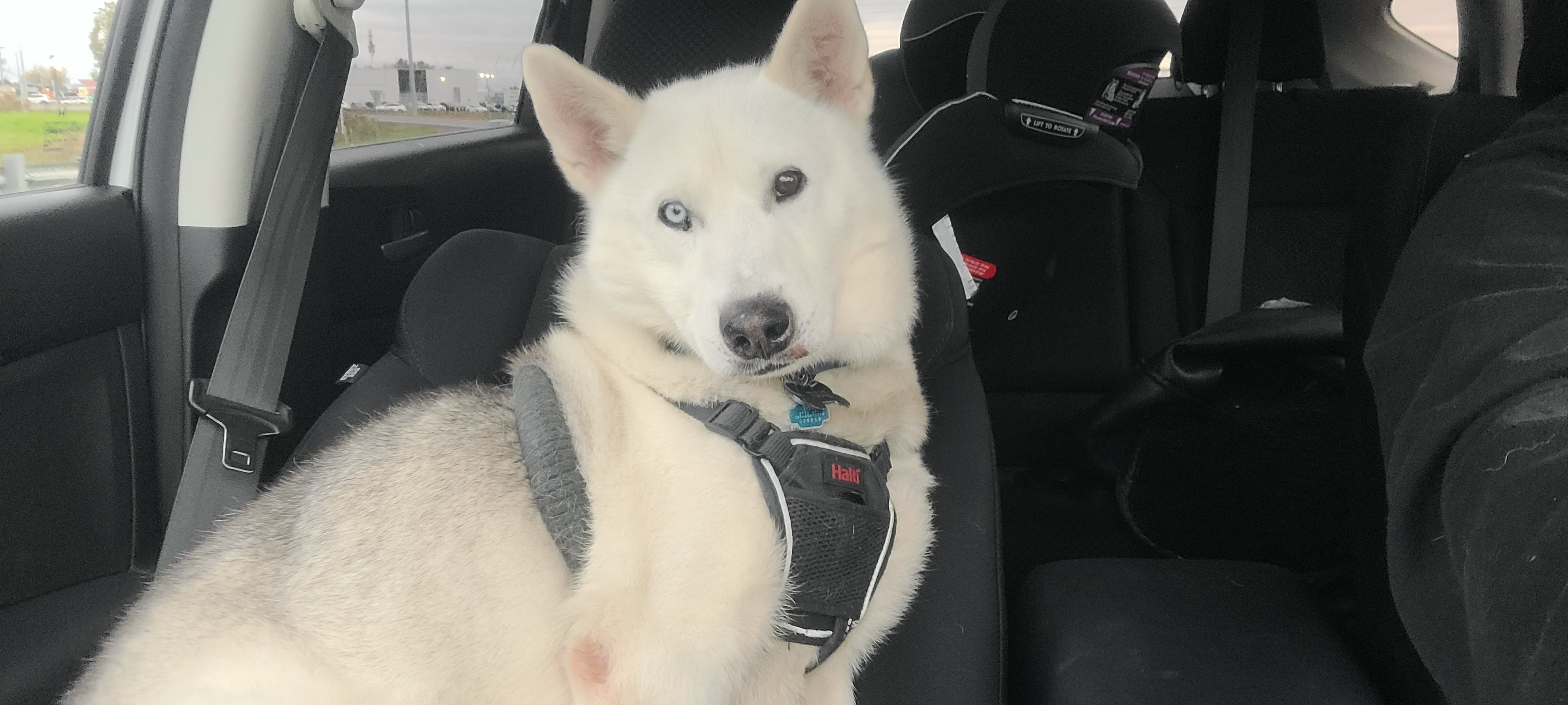 Help Our Husky Get His Operation Done campaign photo, 2 of 8