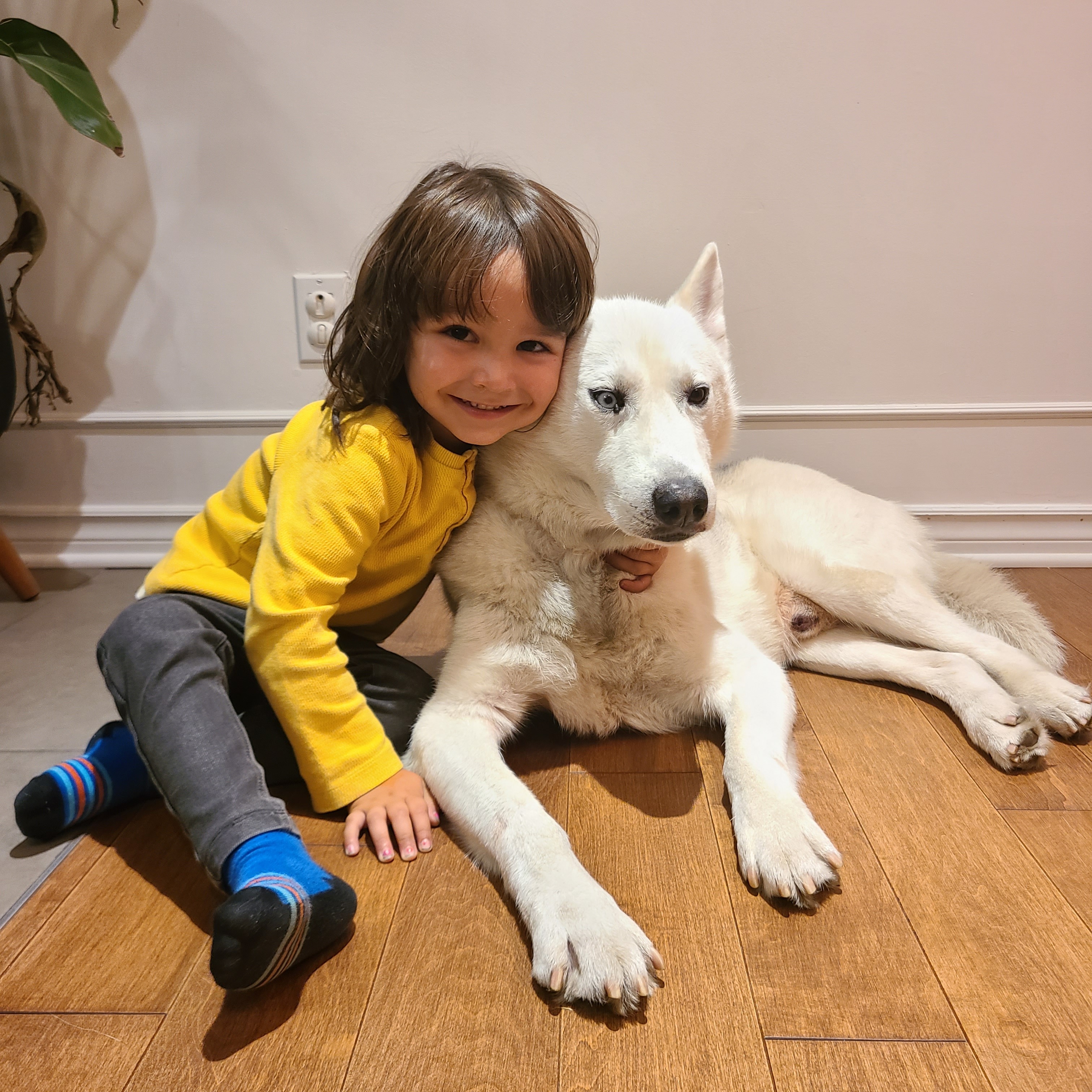 Help Our Husky Get His Operation Done campaign photo, 4 of 8