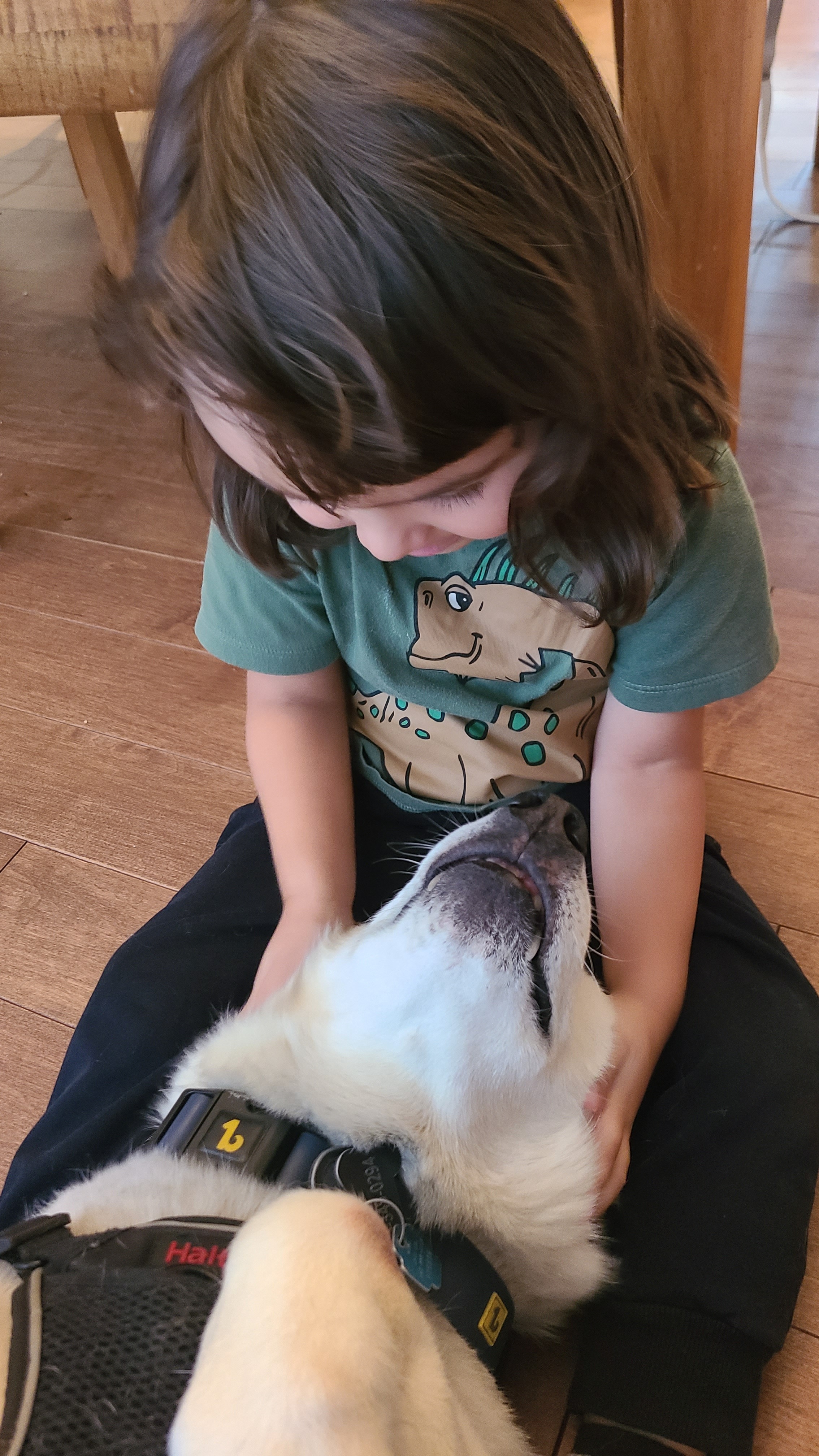 Help Our Husky Get His Operation Done campaign photo, 5 of 8