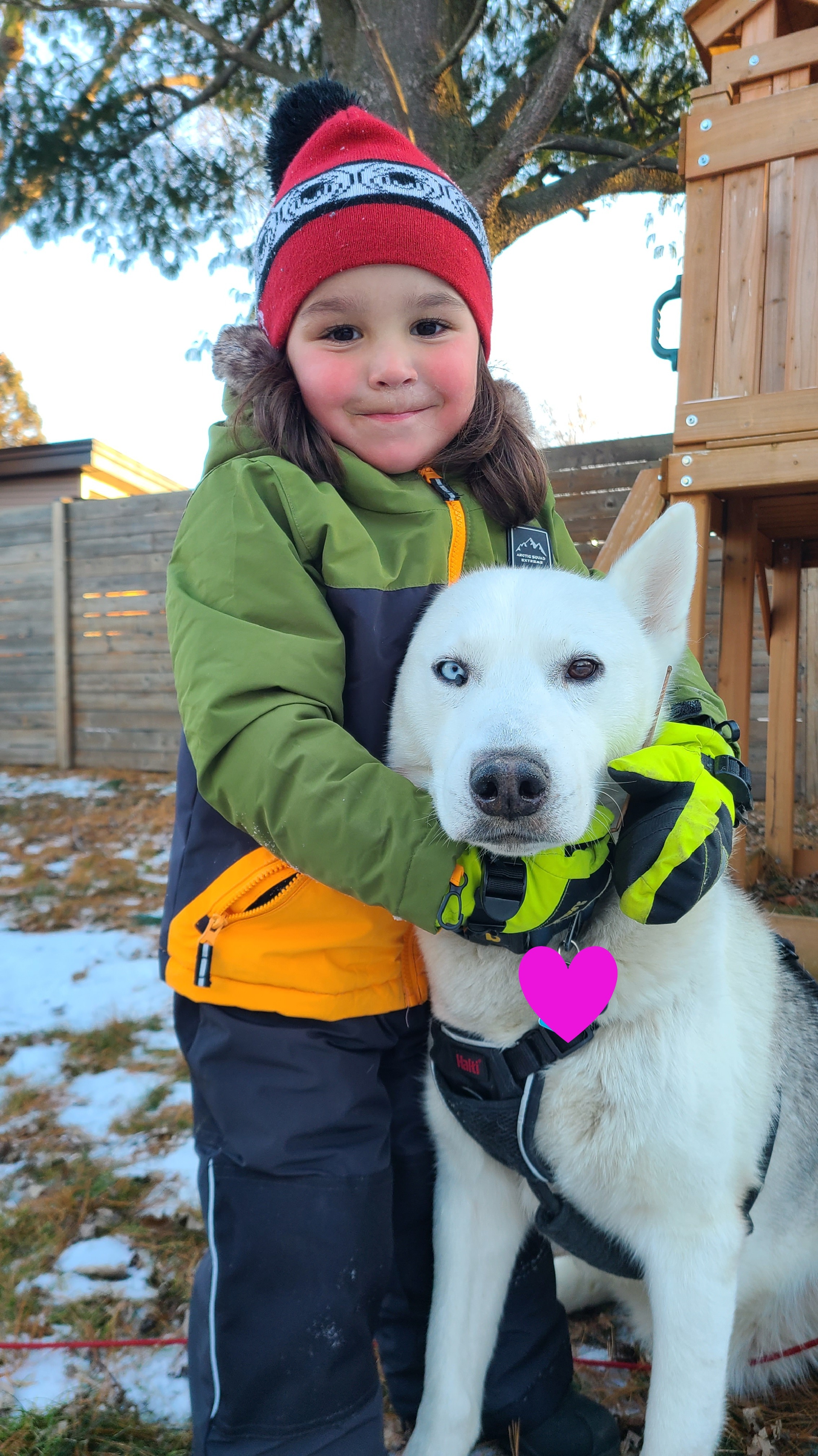 Help Our Husky Get His Operation Done campaign photo, 6 of 8