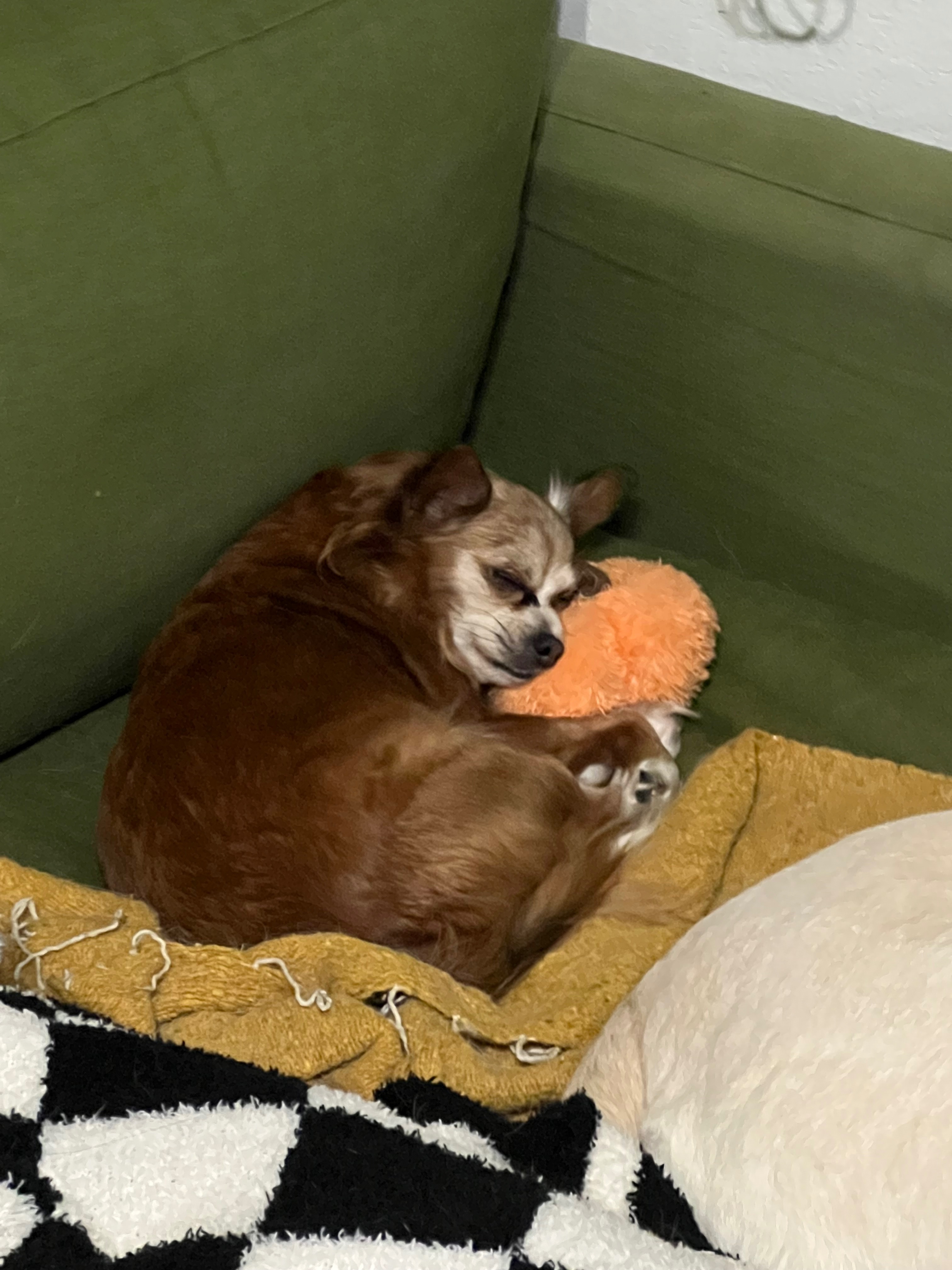 Help Roxie Recover from Emergency Surgery campaign photo, 5 of 6