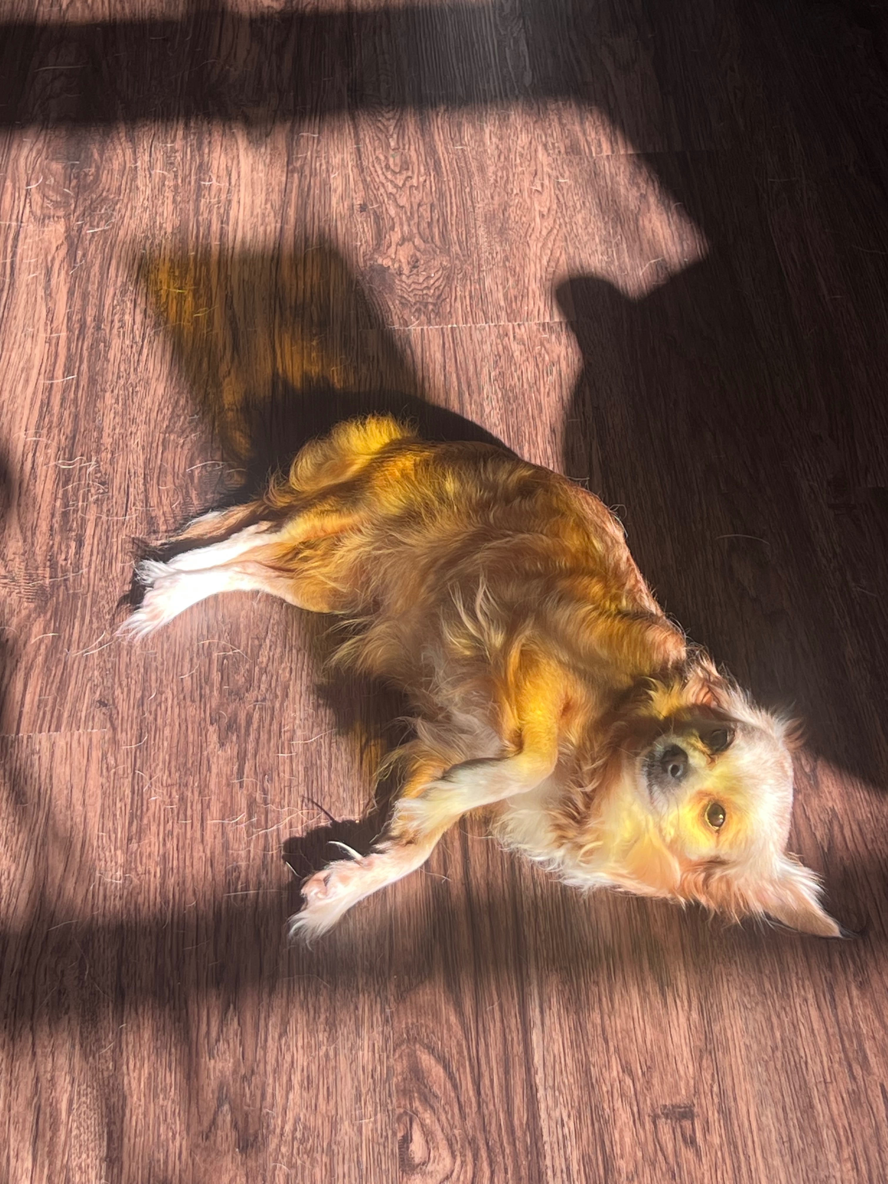 Help Roxie Recover from Emergency Surgery campaign photo, 2 of 6