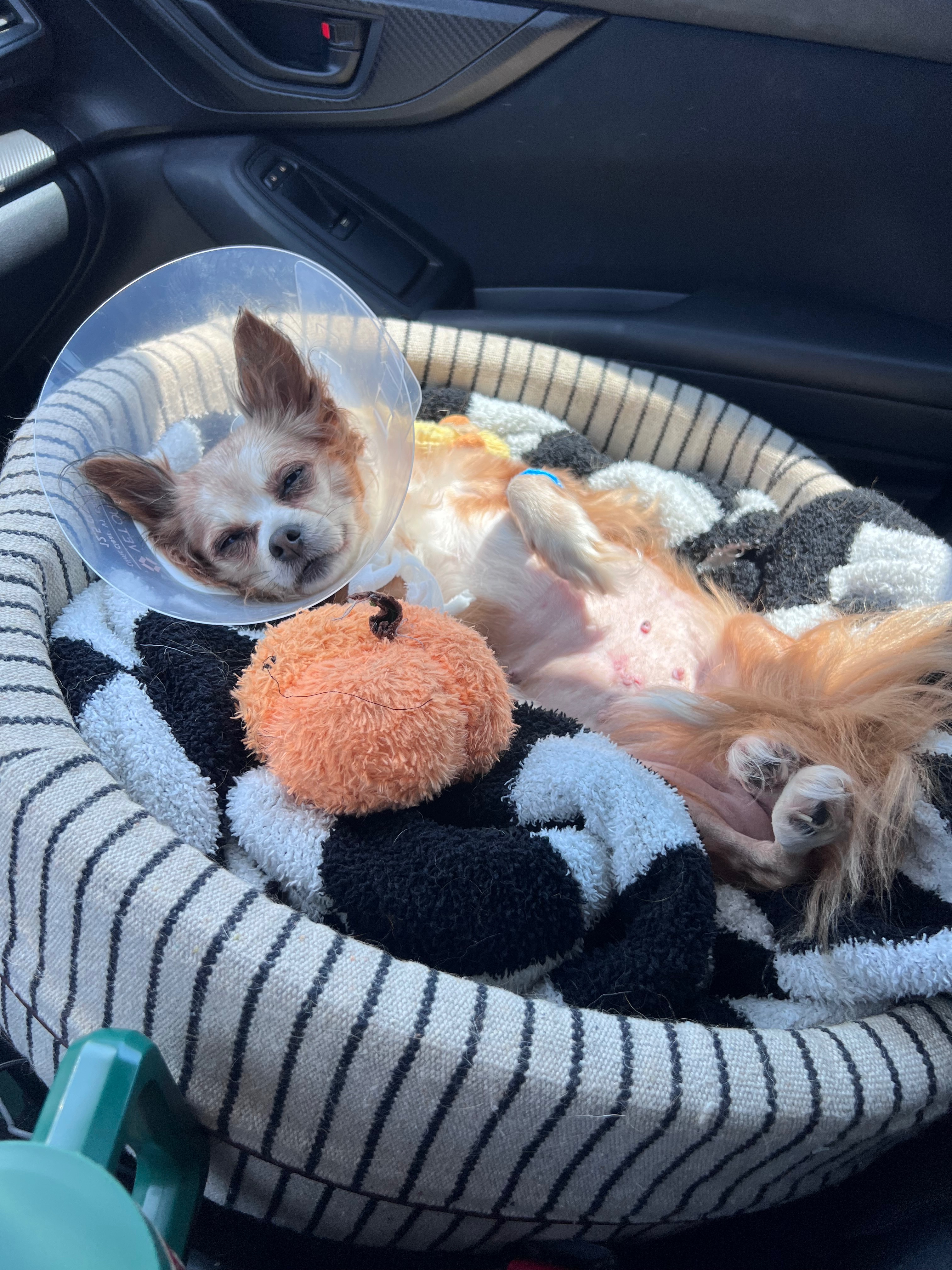 Help Roxie Recover from Emergency Surgery campaign photo, 4 of 6