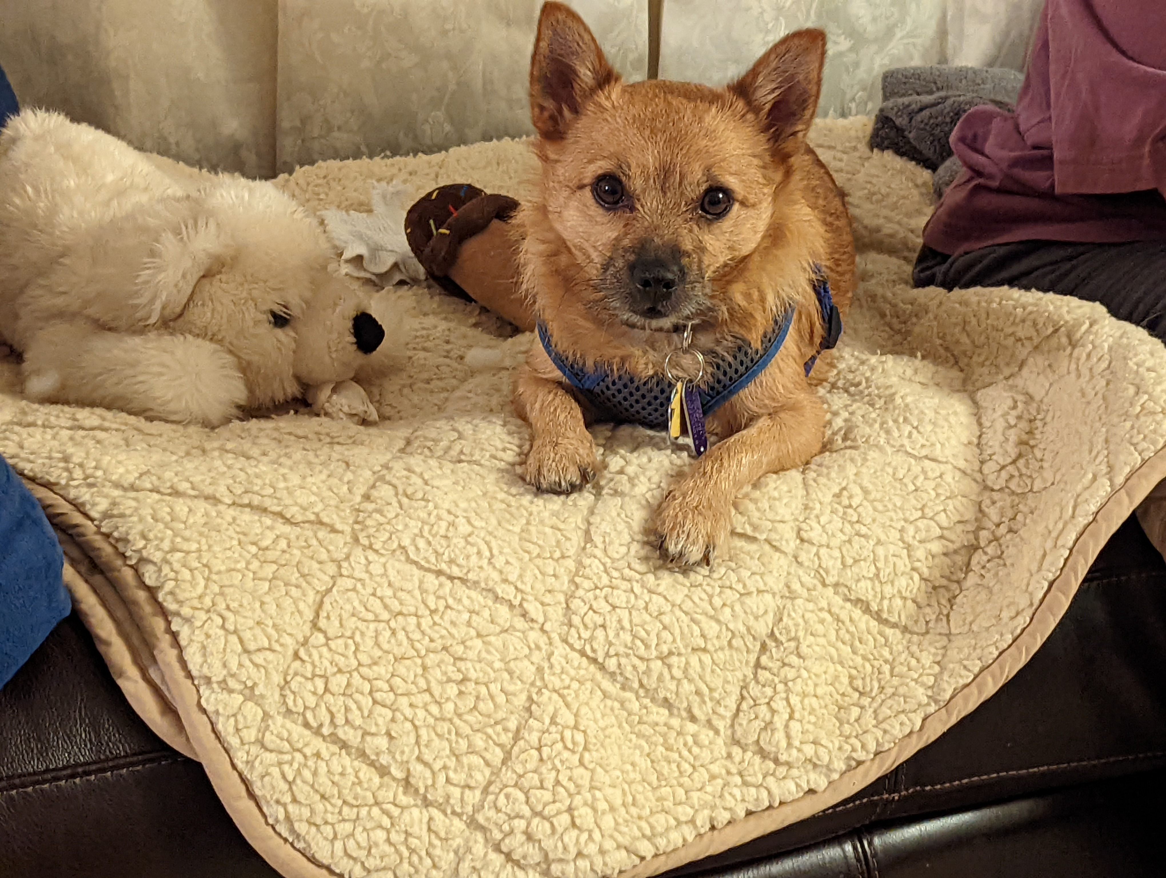 Please support our ongoing medical bills for Rosco campaign photo, 5 of 6