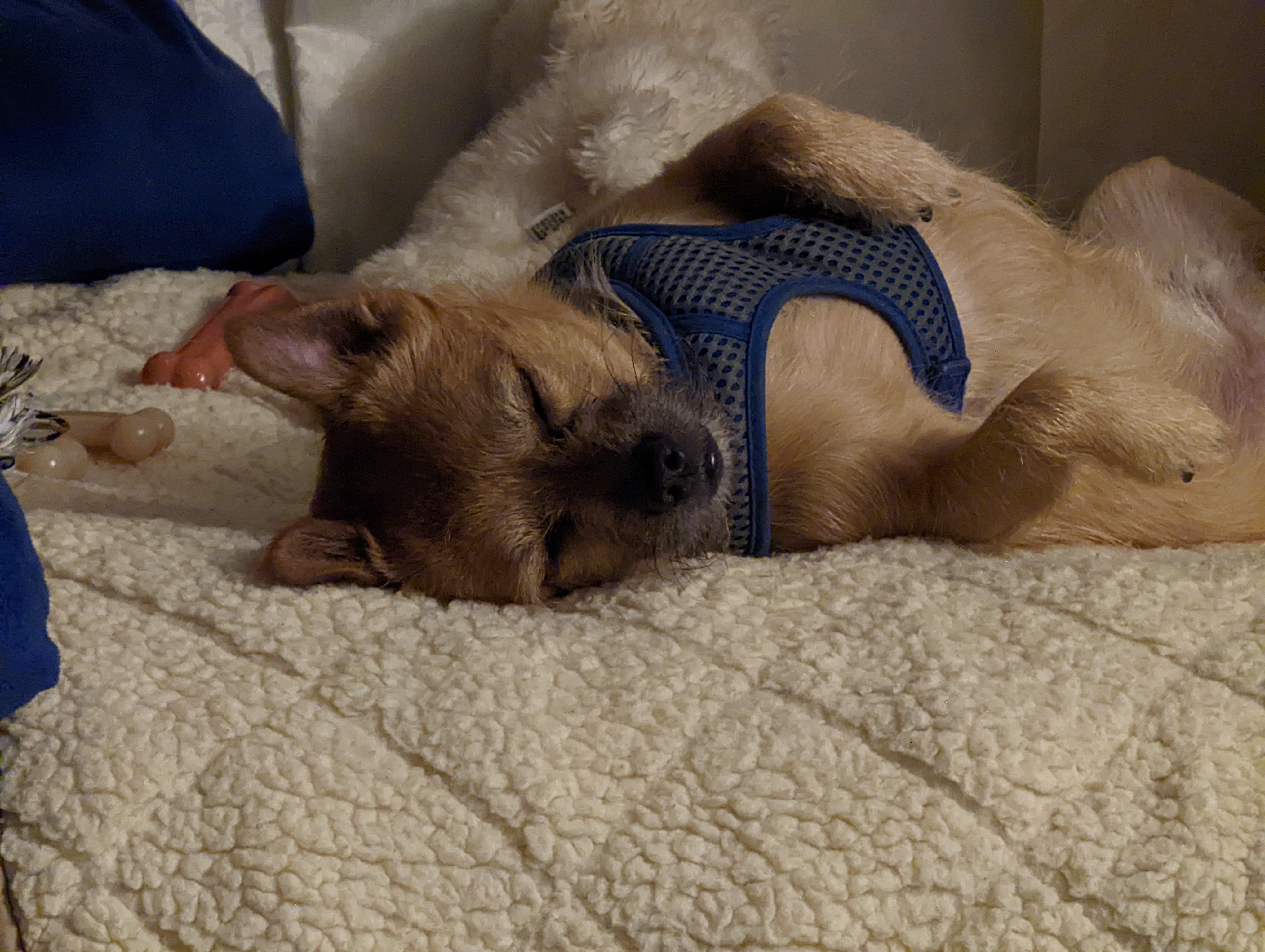 Please support our ongoing medical bills for Rosco campaign photo, 2 of 6