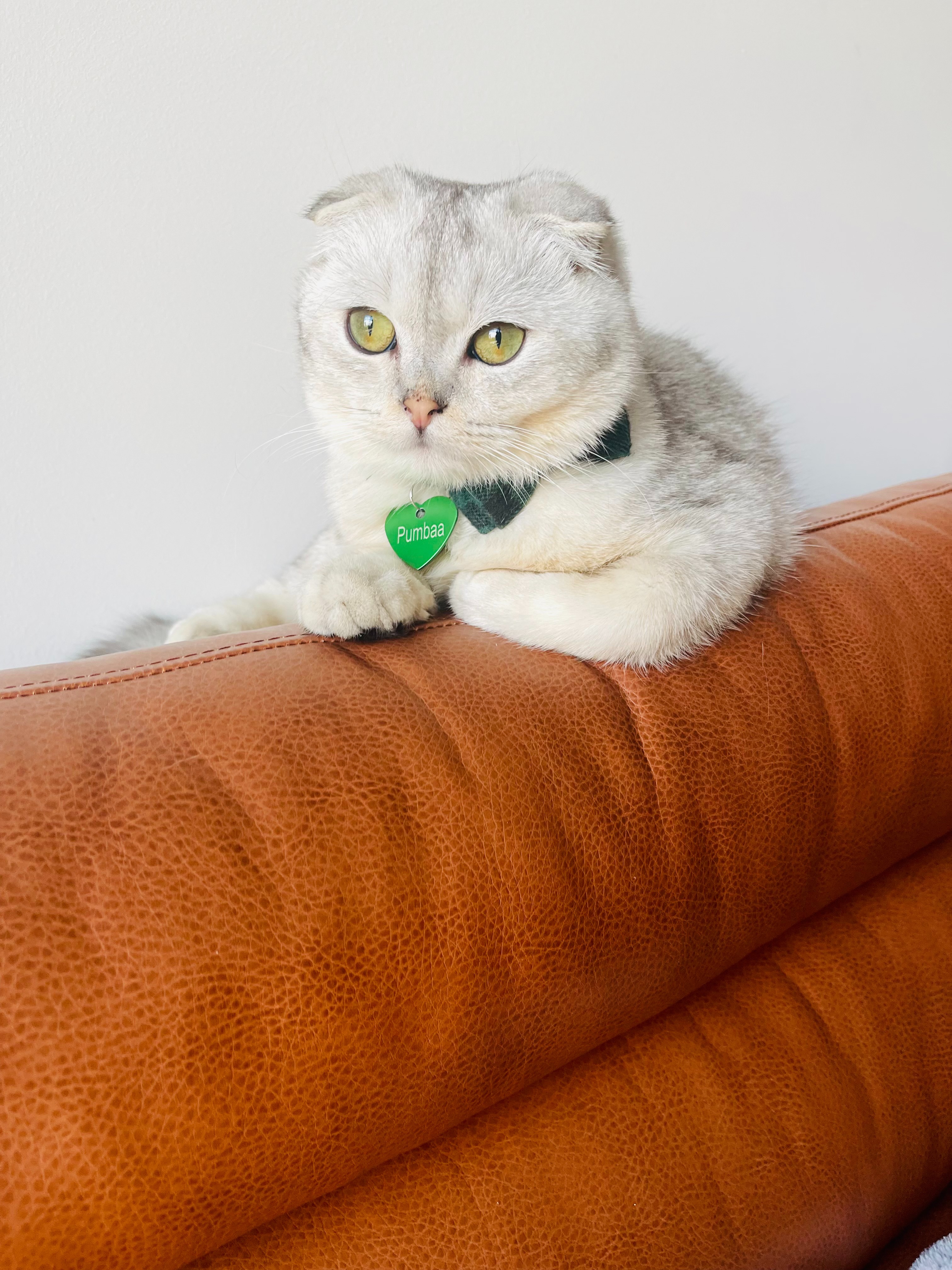 Help Save Pumba's Life- Emergency Vet Care Needed campaign photo, 6 of 7
